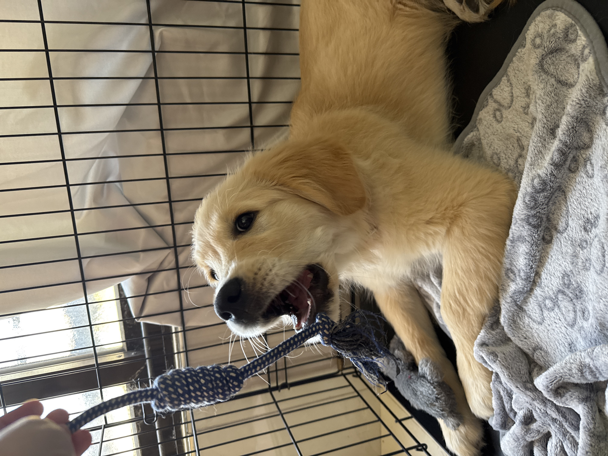 Golden retriever puppy plays and rests in crate, Netanya
