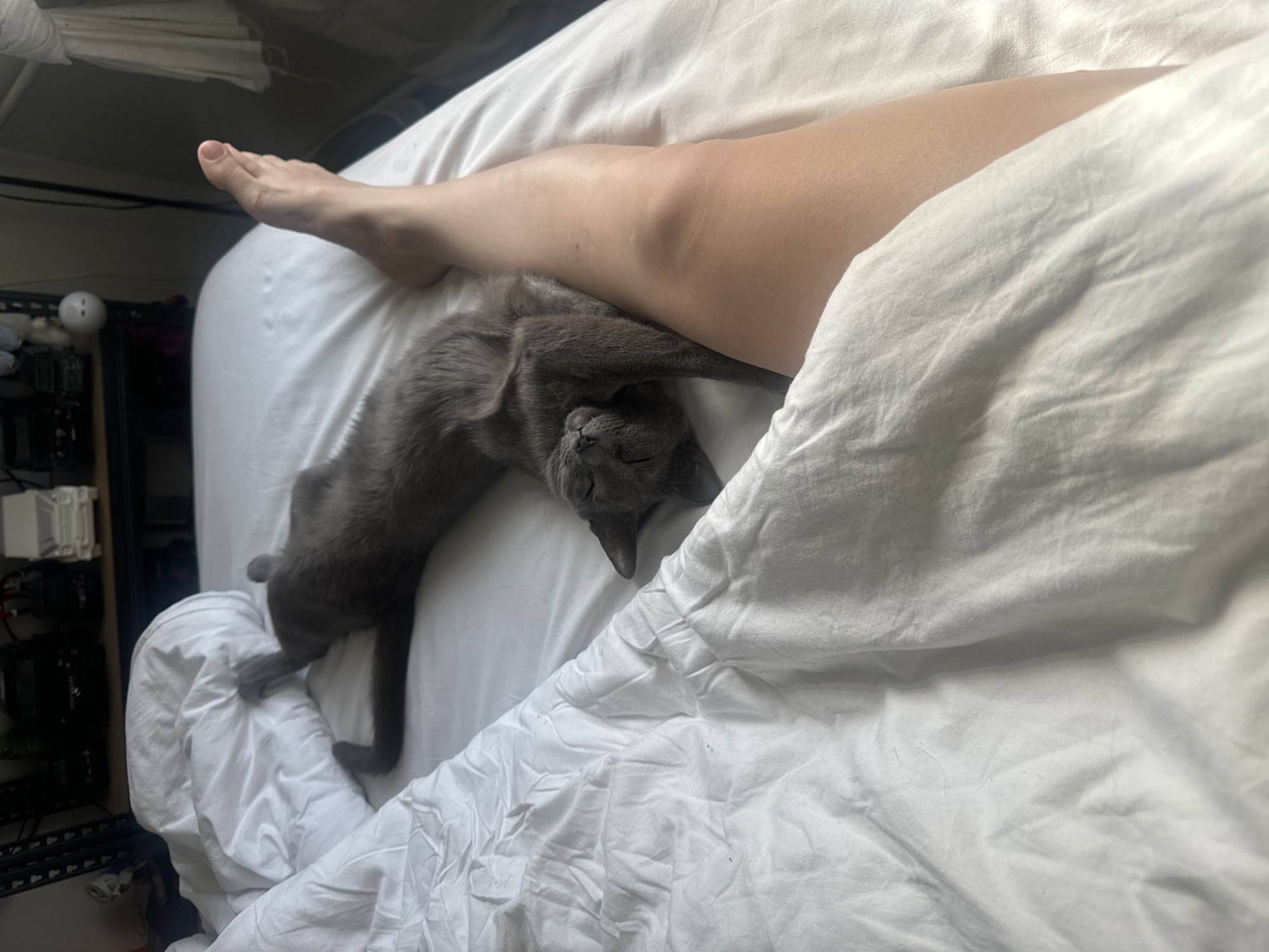 Gray cat rests peacefully on bed in Moscow