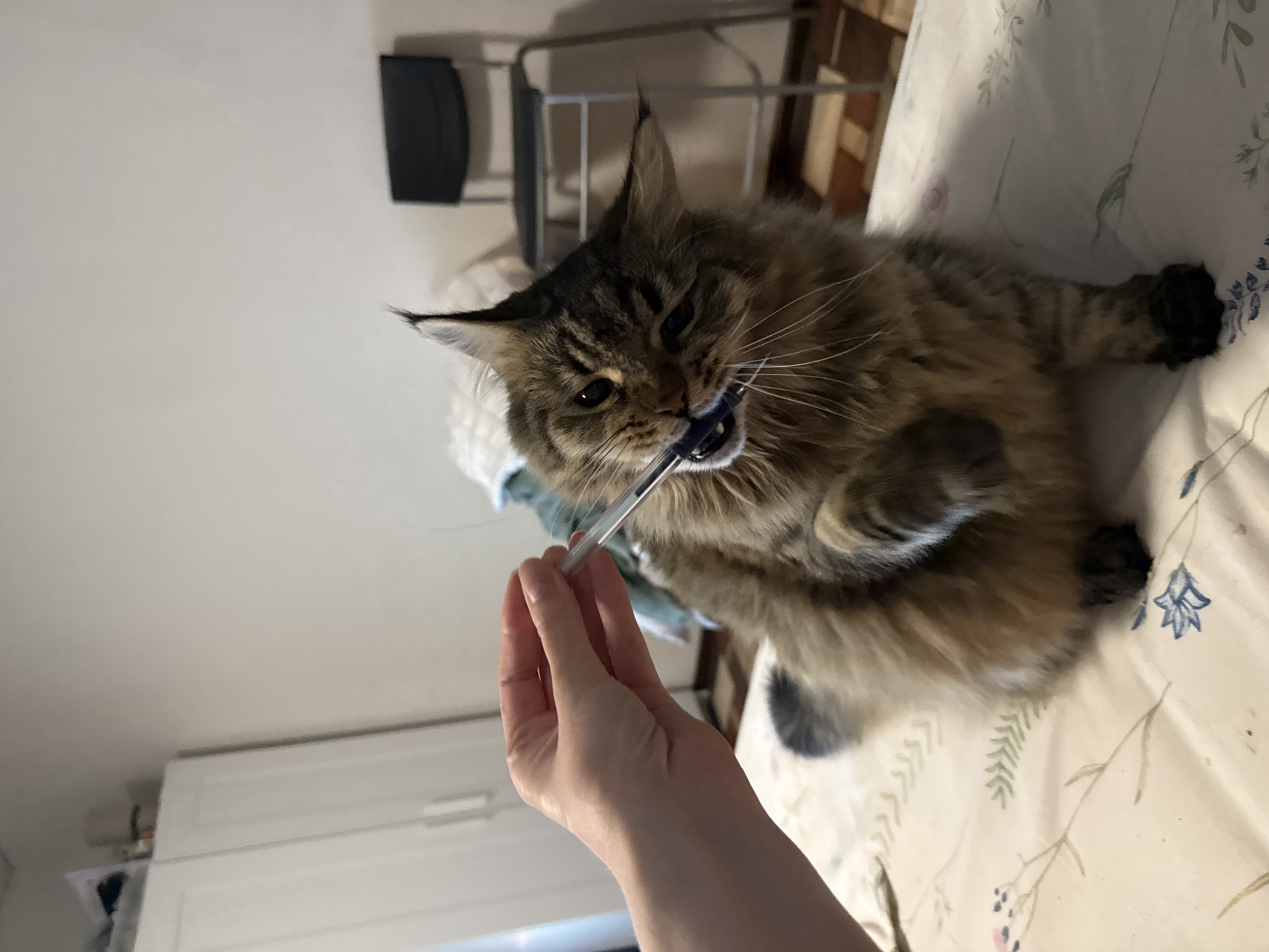 Cat bites pen-like object on floral bed in Izhevsk