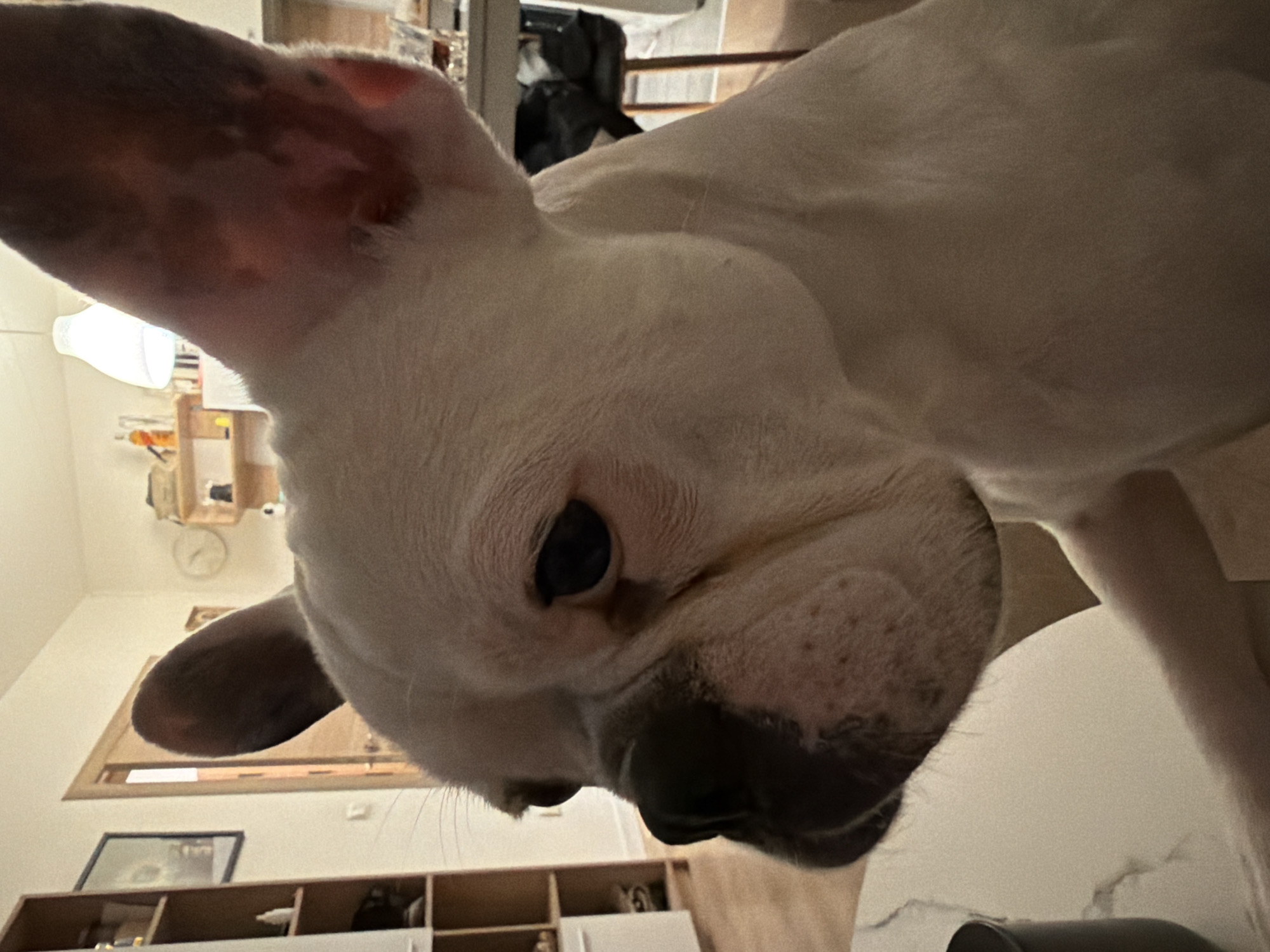 White French Bulldog photographed in close-up in Sofia