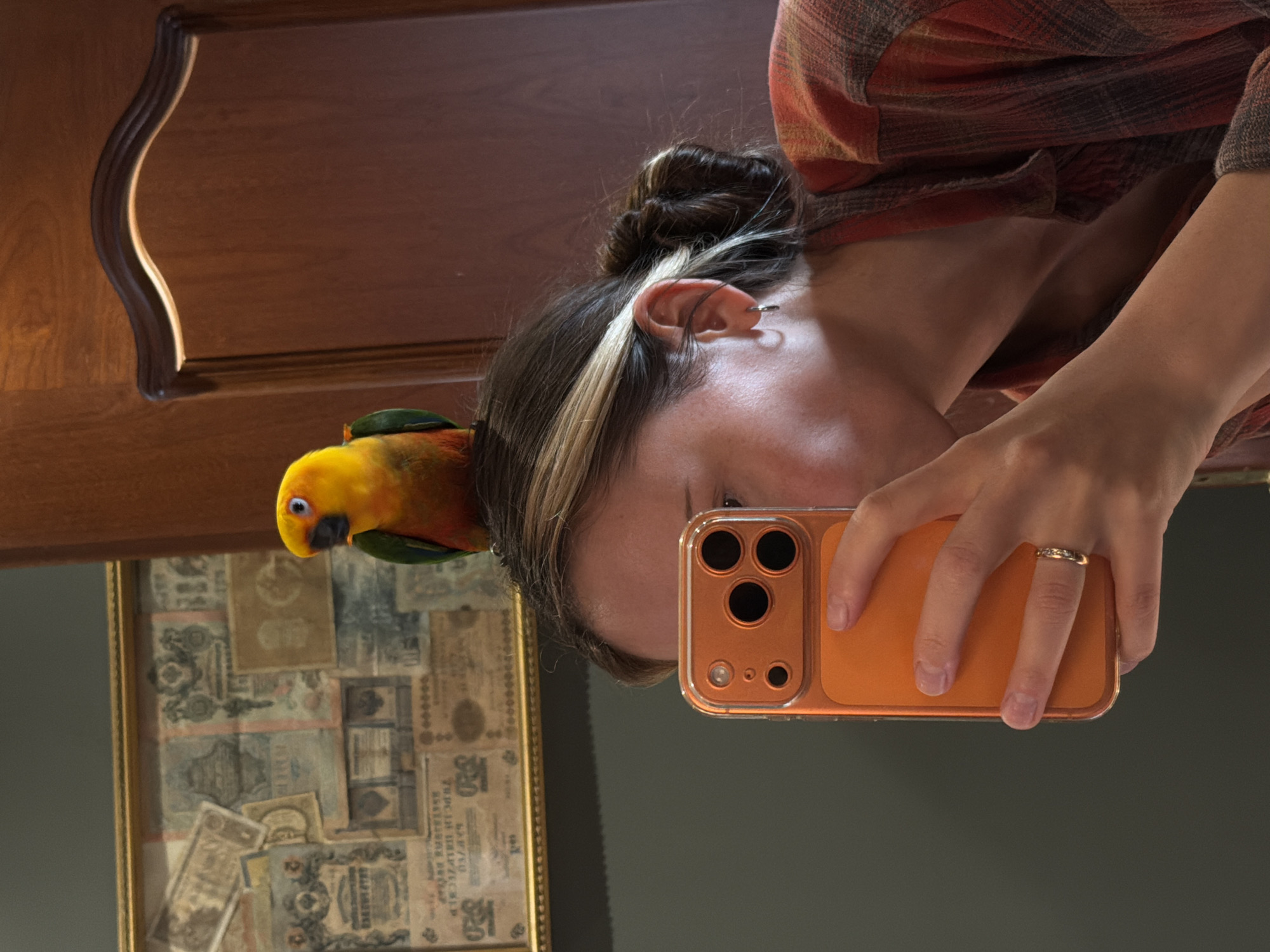 Afternoon at home with a sun conure parrot in Khimki
