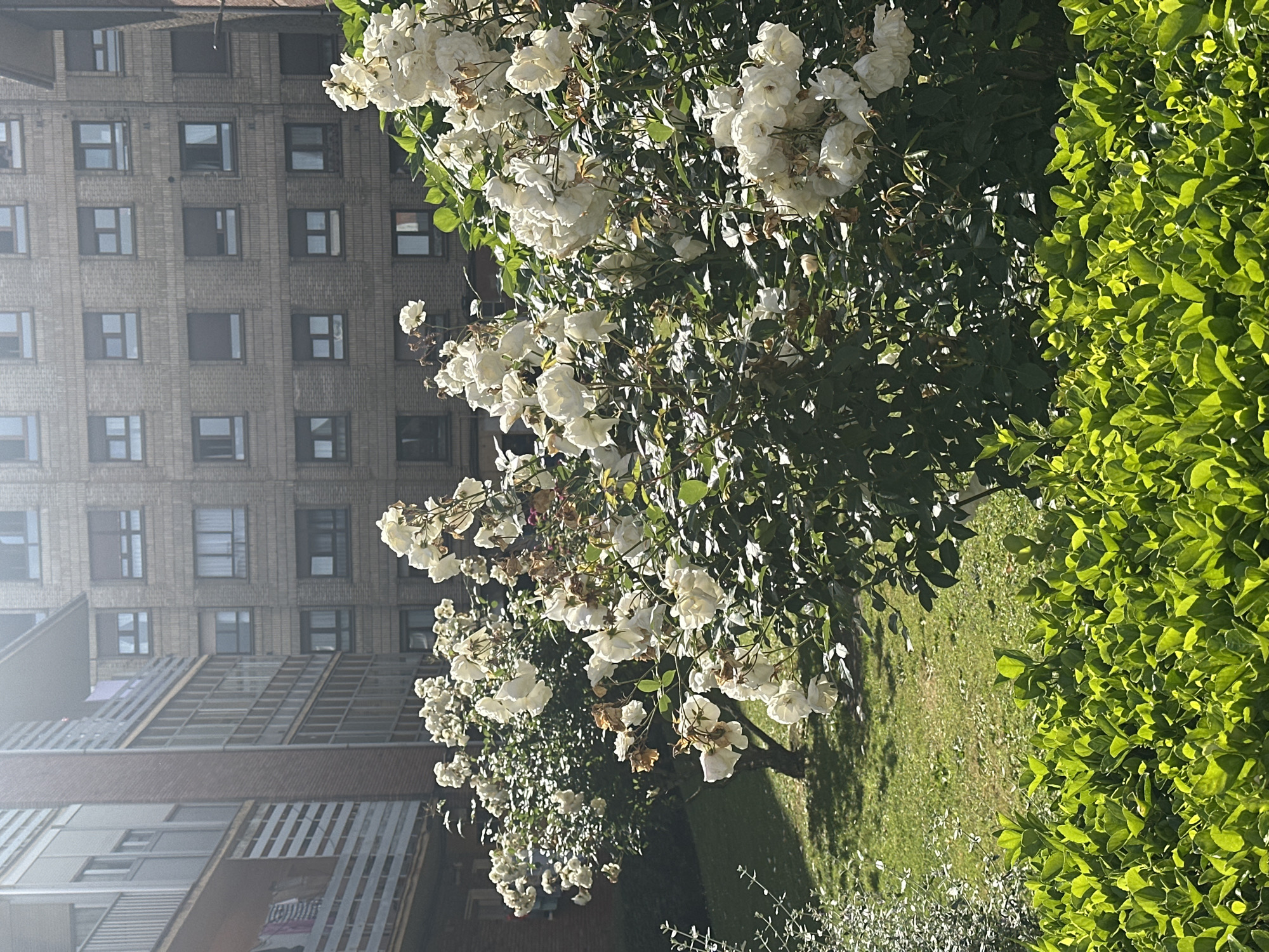 Morning scenes captured across gardens and streets in Gijón