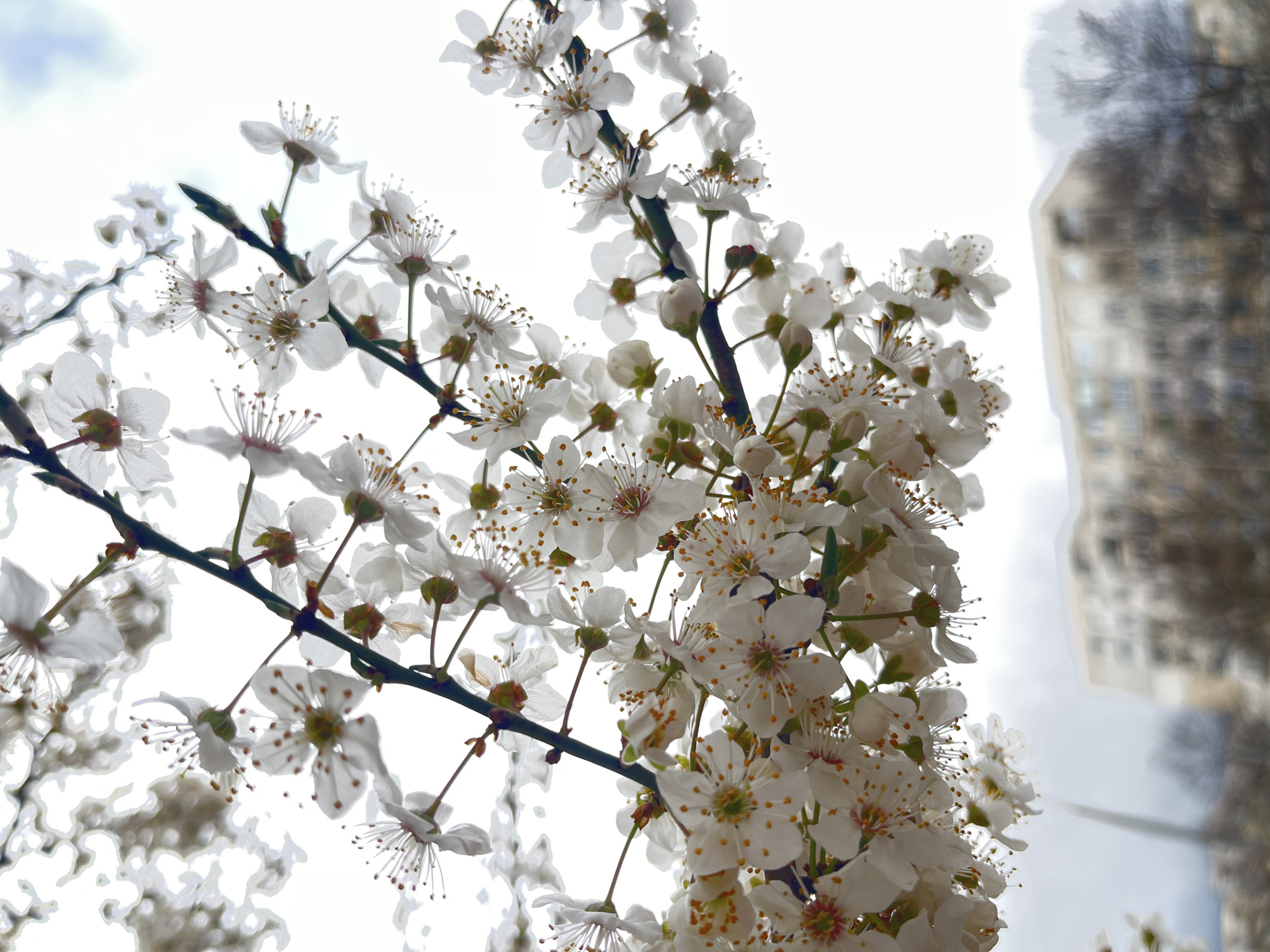 Traditional Martenitsa spotted hanging from blooming tree in Sofia