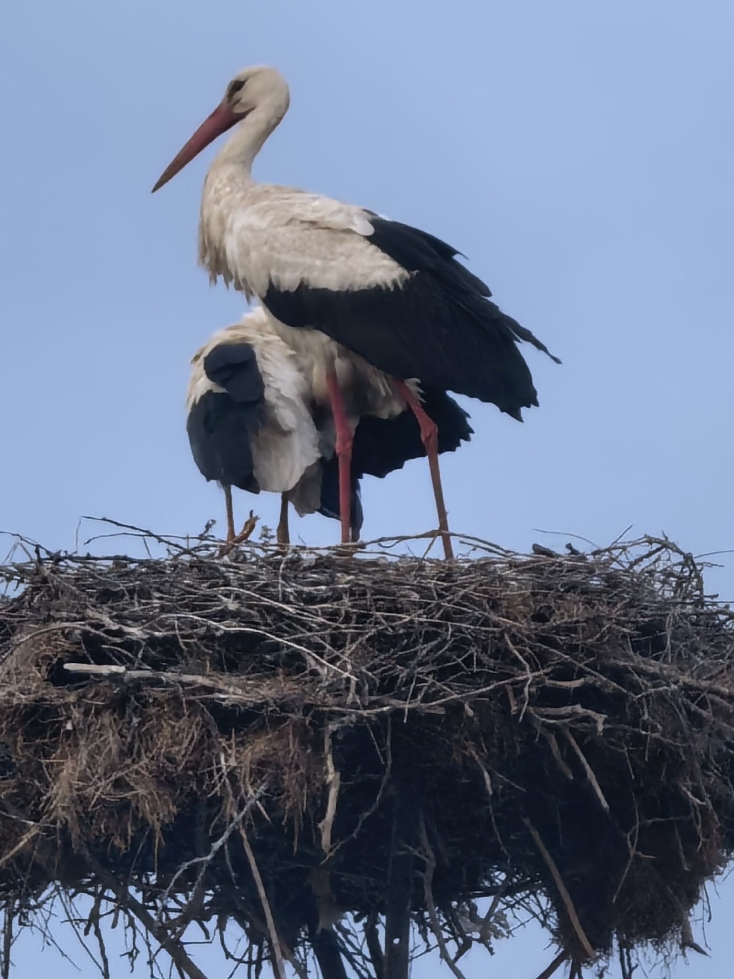 Stork nesting behavior observed during overcast afternoon drive