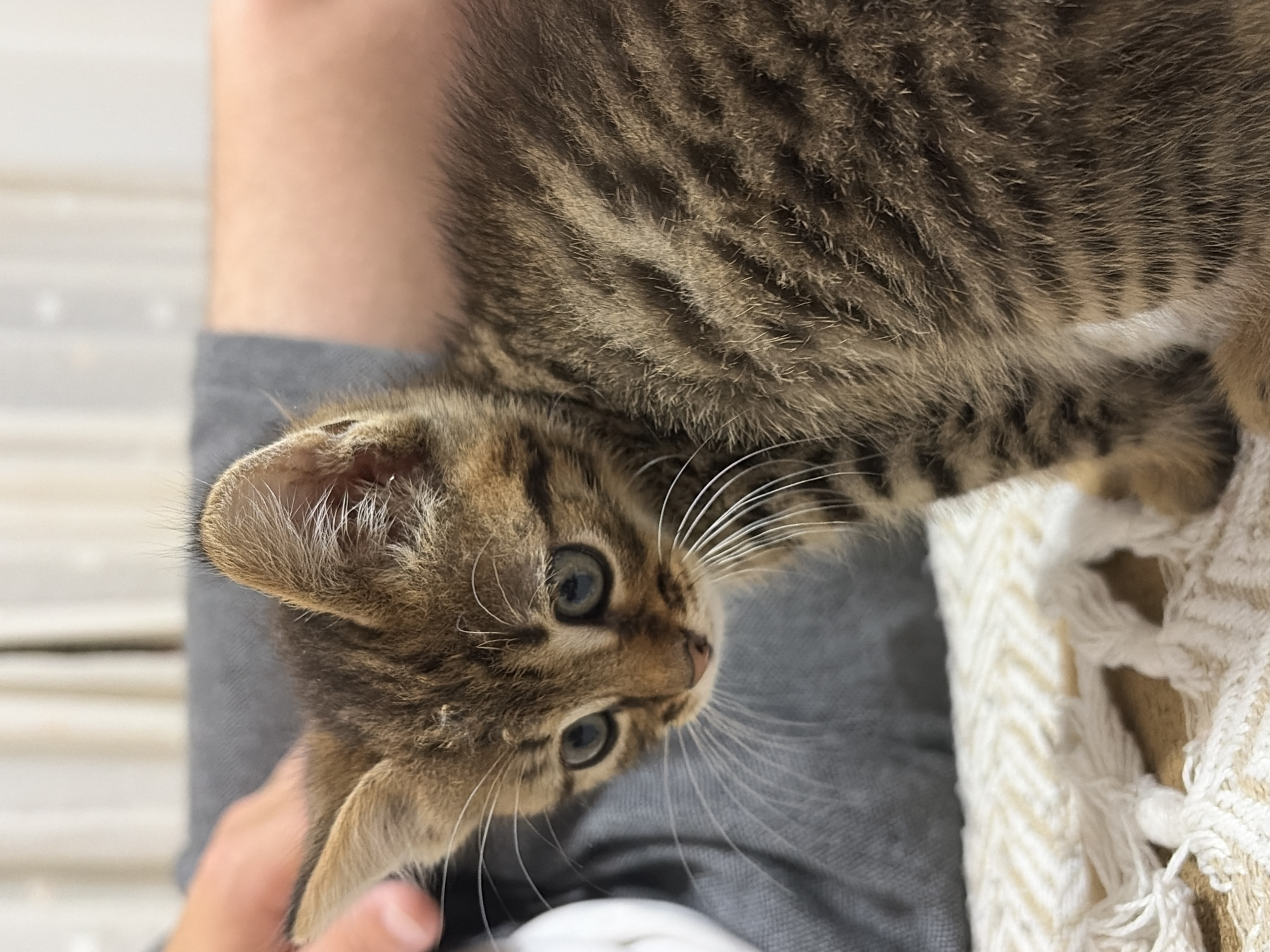 Tabby Kitten Documented in Multiple Indoor Settings Over 9 Minutes