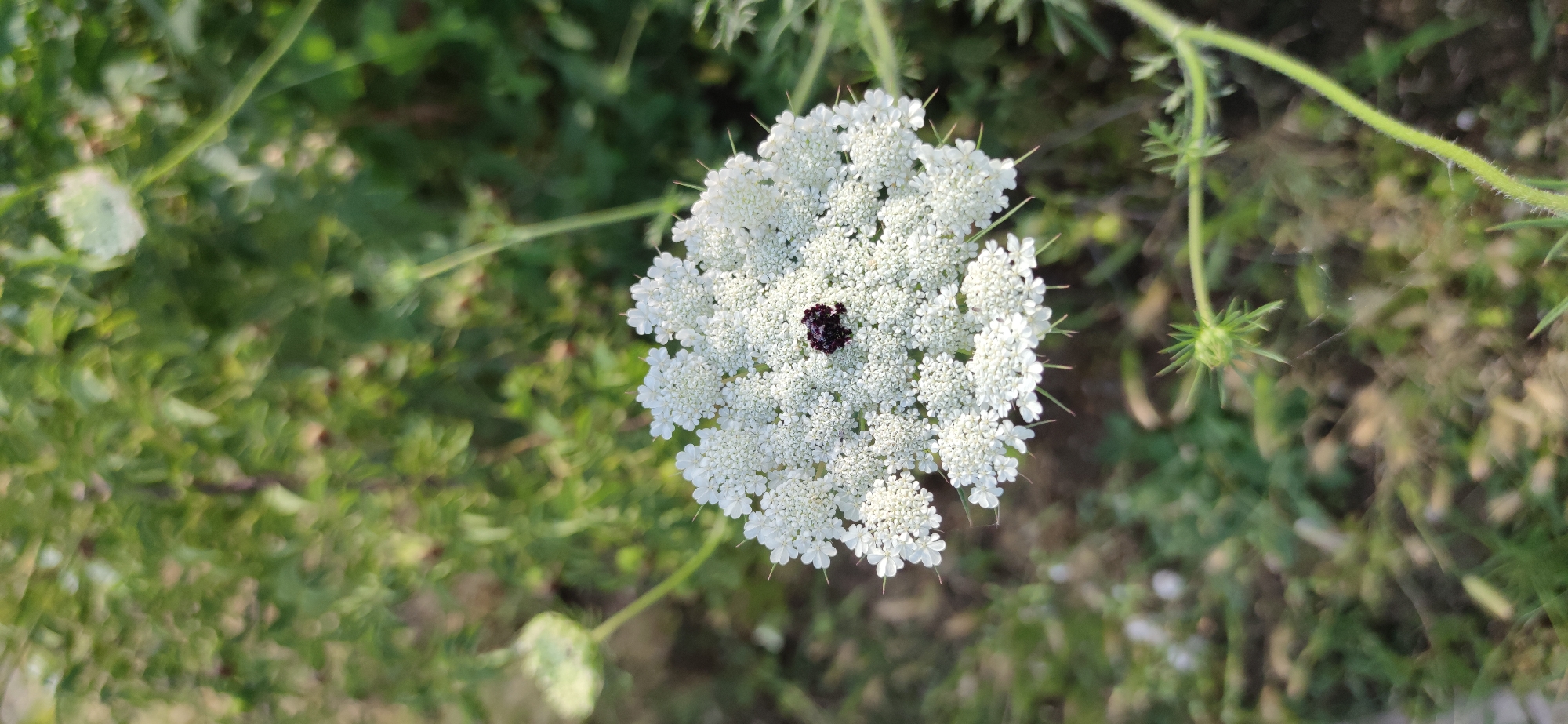 Close-up details from a garden walk: flowers, weeds, and small finds