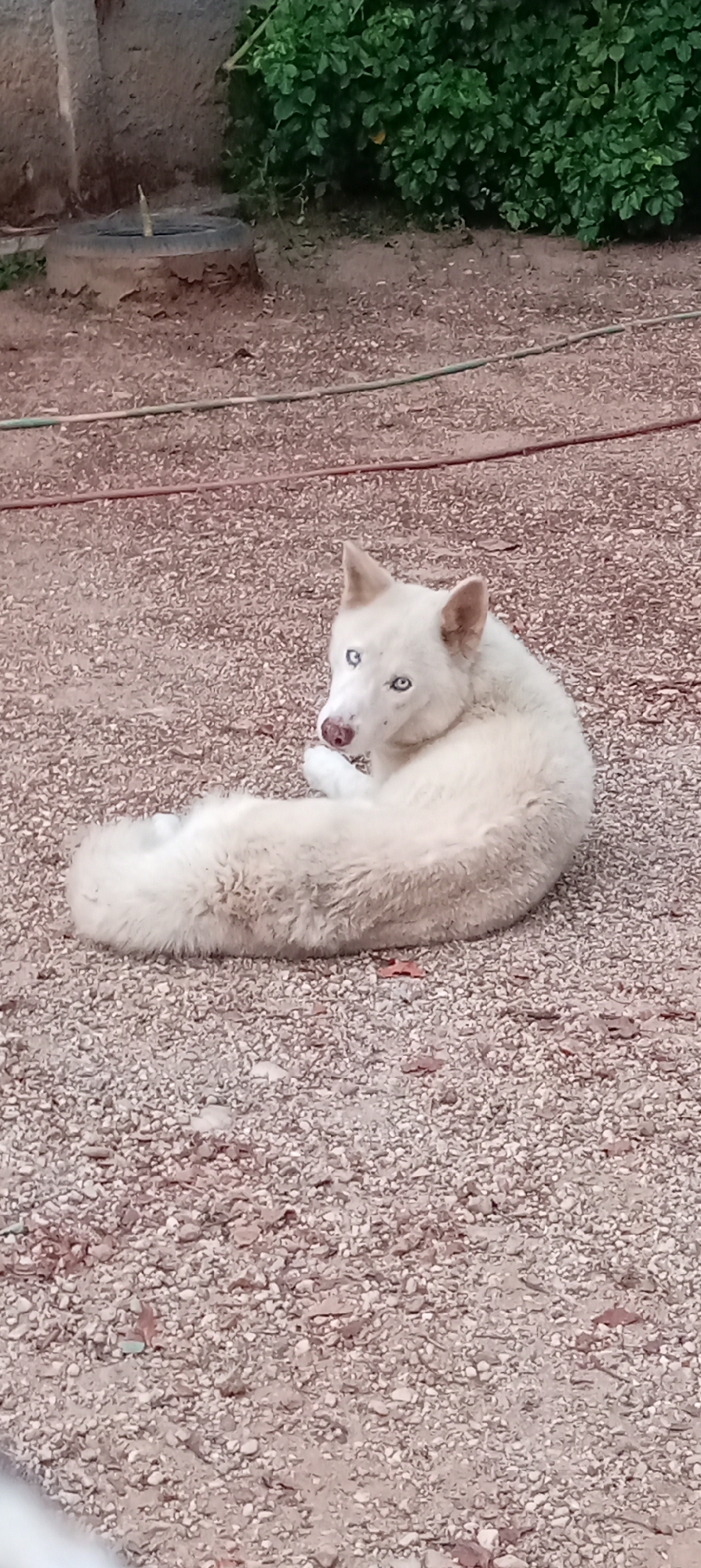 White husky rests on gravel in Tinaquillo, Venezuela