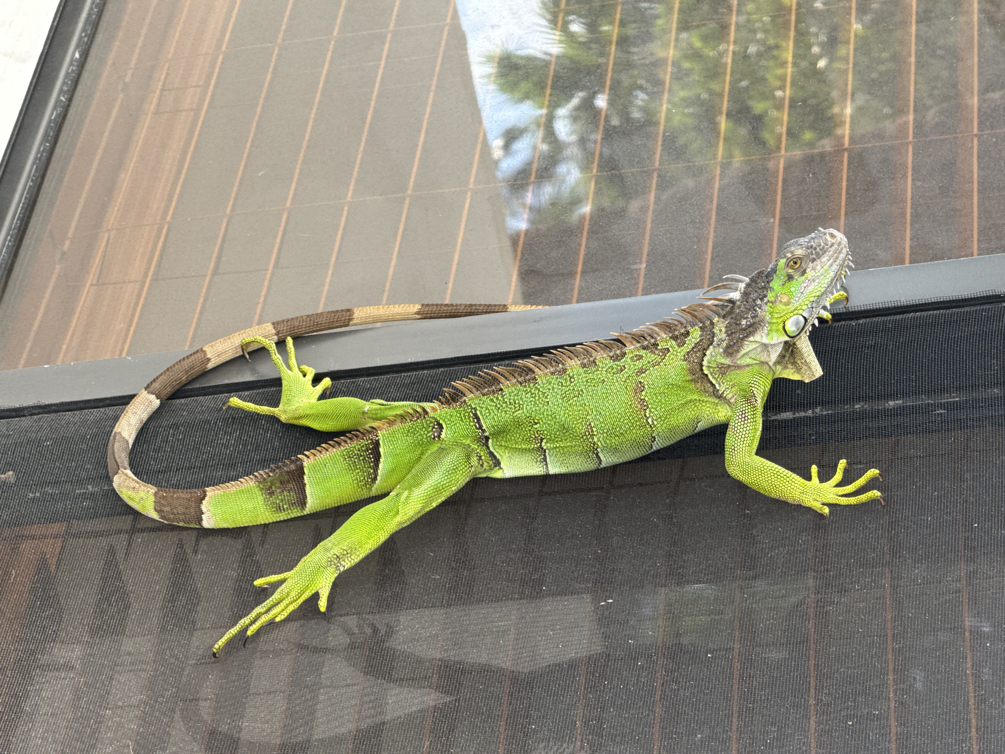 Green iguana hangs on a window screen in Sunny Isles Beach