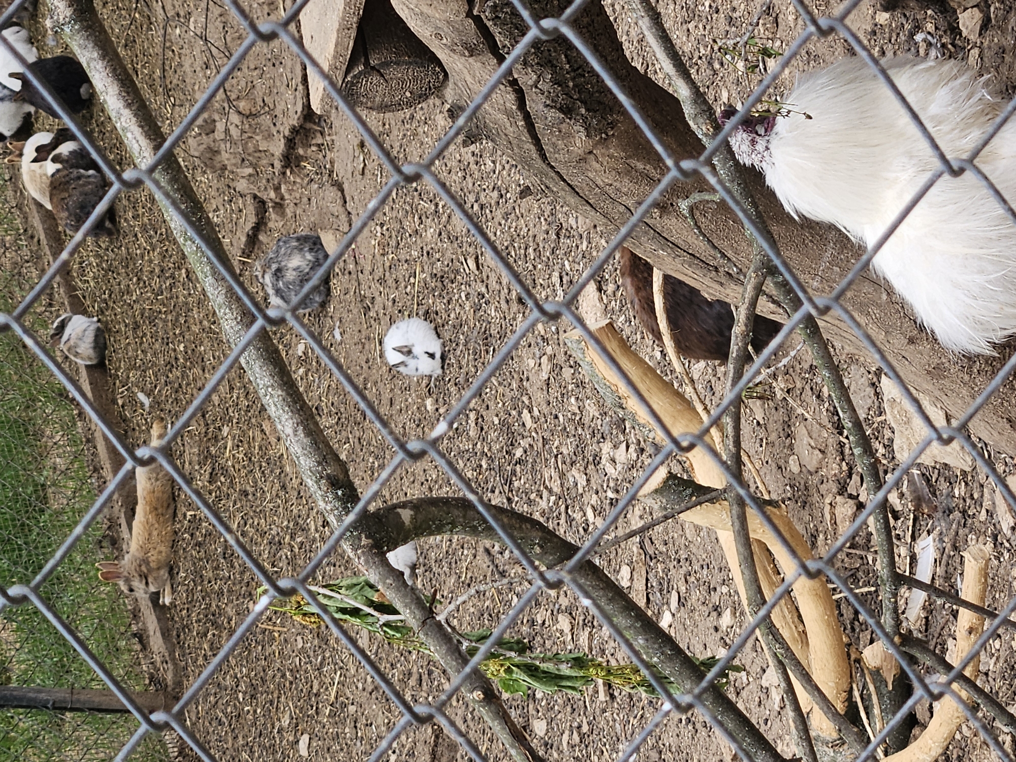 Zoo visitor documents diverse wildlife at Stara Zagora Zoo
