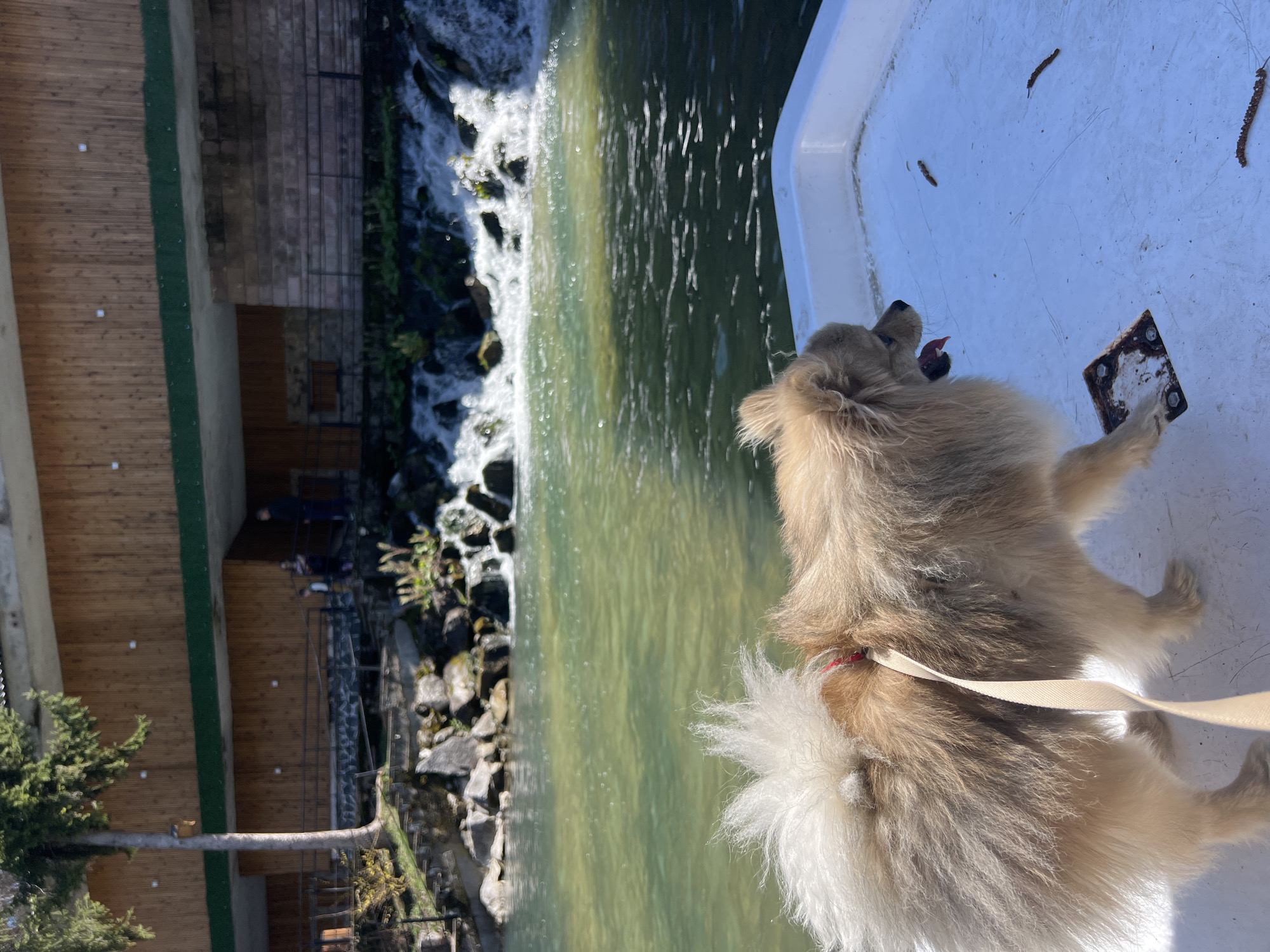 Dogs, boats and river scenes captured in Velingrad, Bulgaria