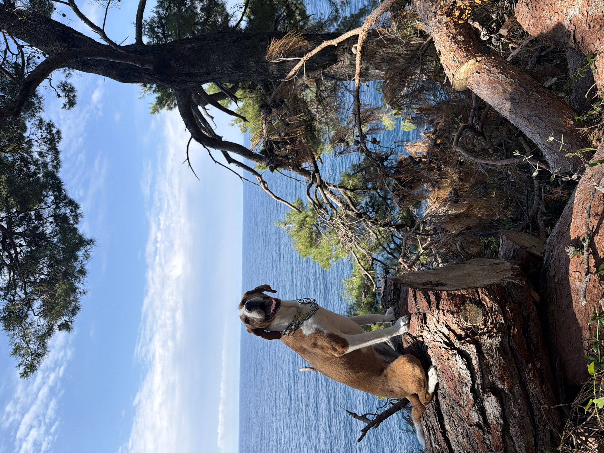 Dog spotted on tree stump overlooking sea in Montenegro