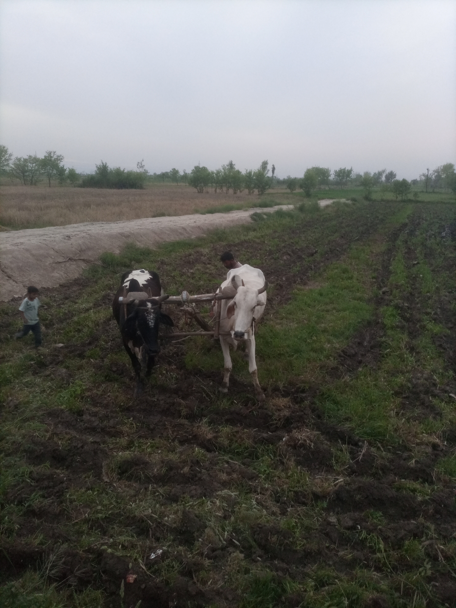 Traditional ox-plow farming continues in rural Samundri village