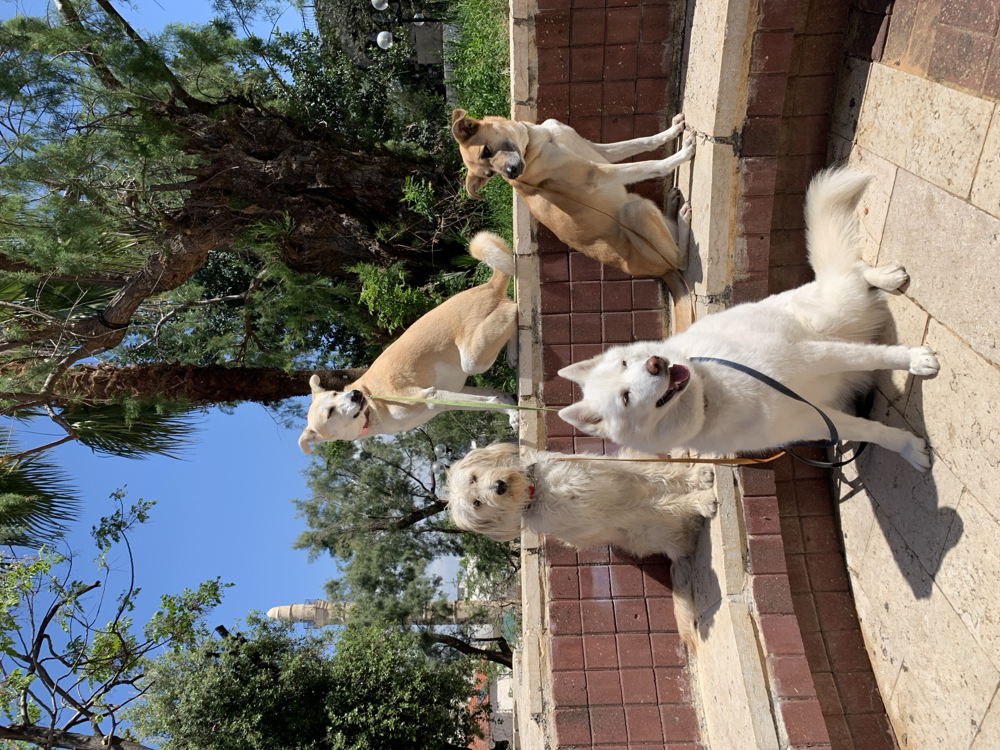 Four dogs on leash spotted at Tel-Aviv park