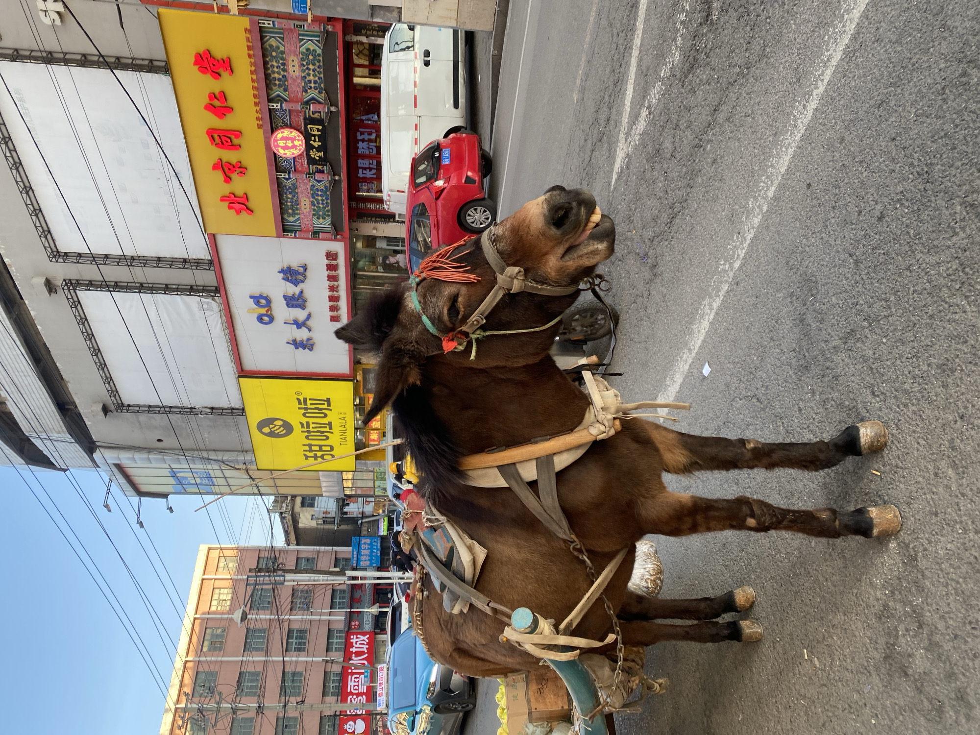 Decorated mule with cart spotted on Jinzhou street