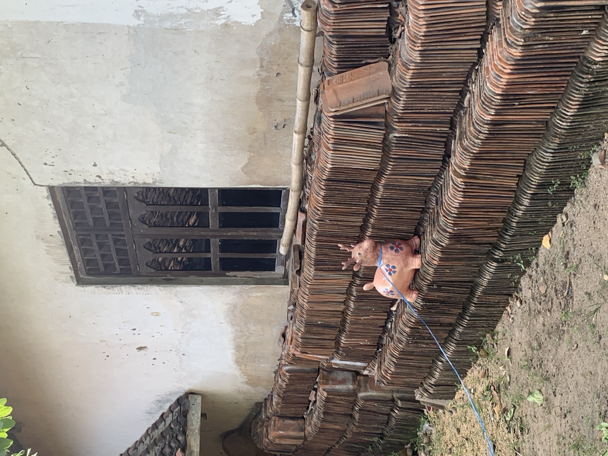 Morning garden tour documented in rural Indonesian village
