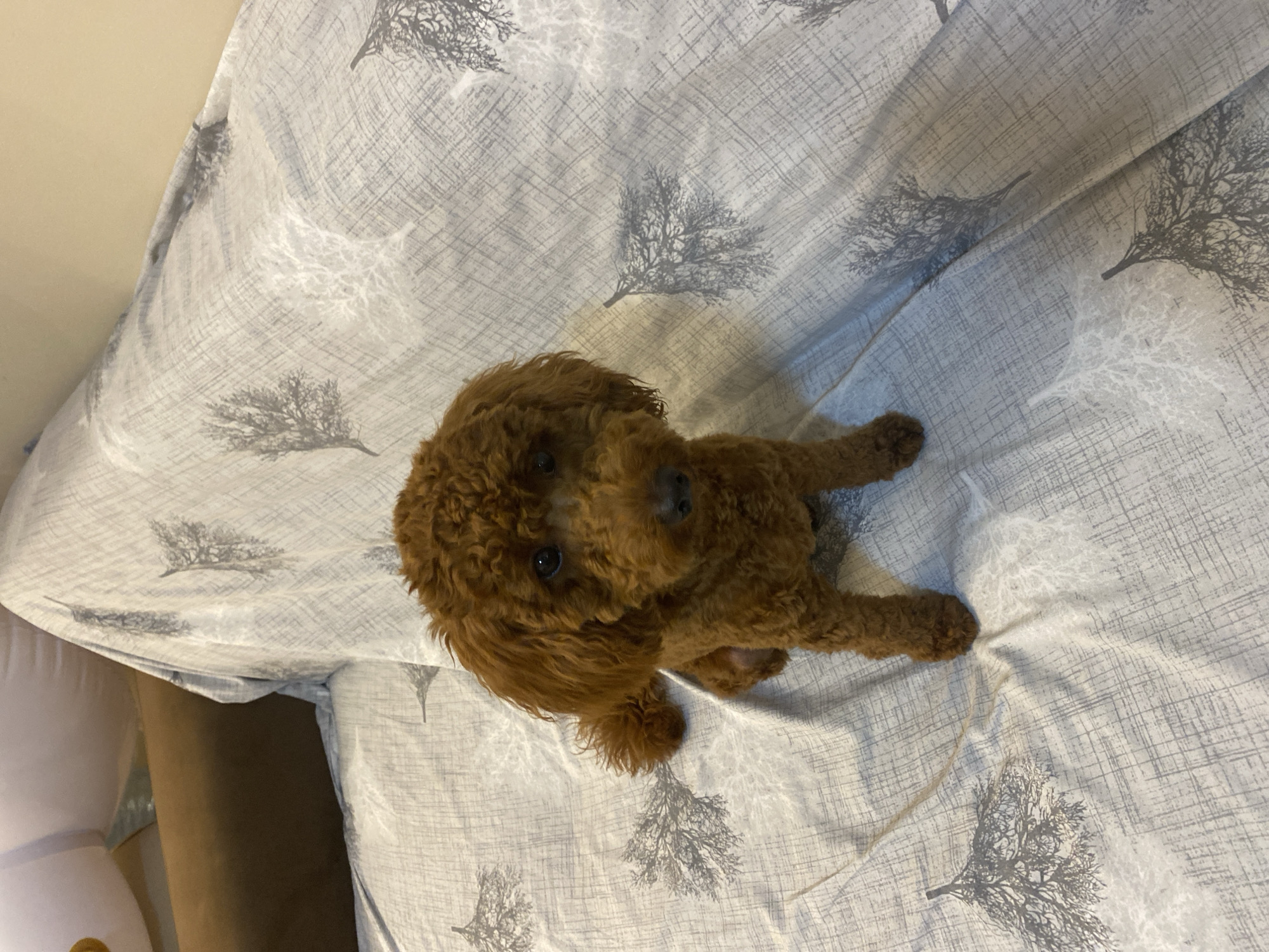 Poodle plays on hotel bed in Hurghada, Egypt