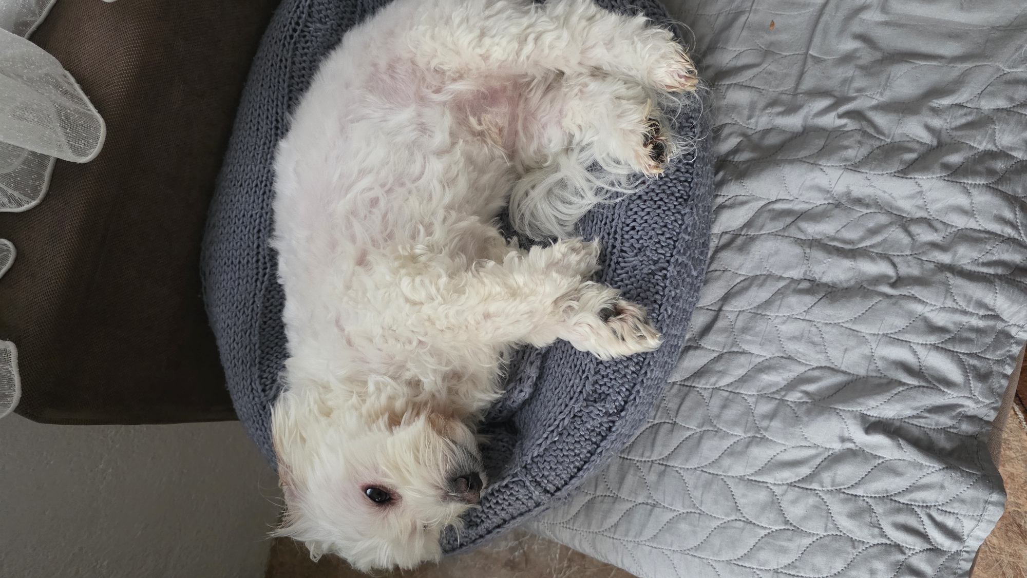 White dog rests in knitted bed in Blagoevgrad