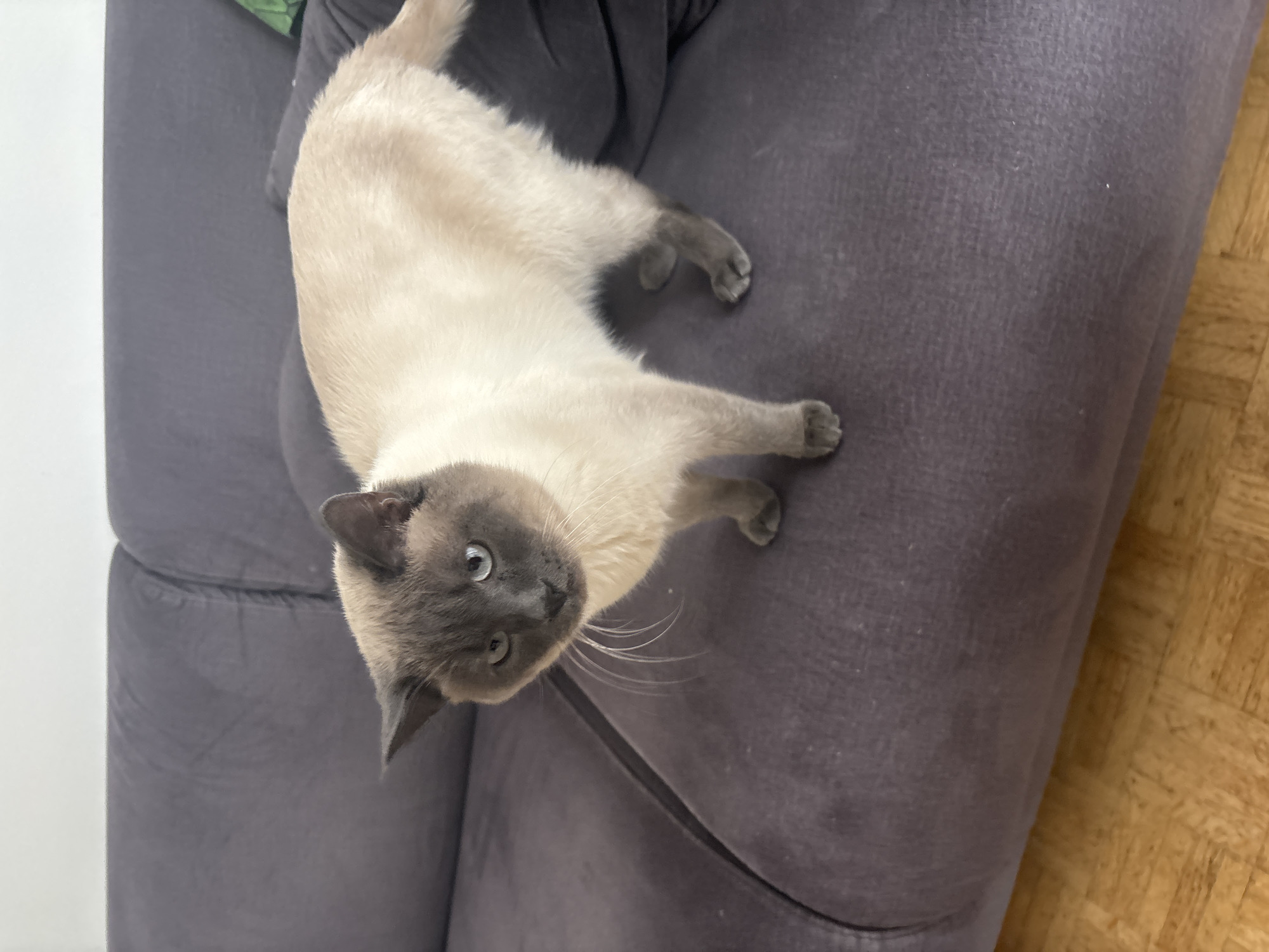 Siamese cat rests on sofa in Antwerp home