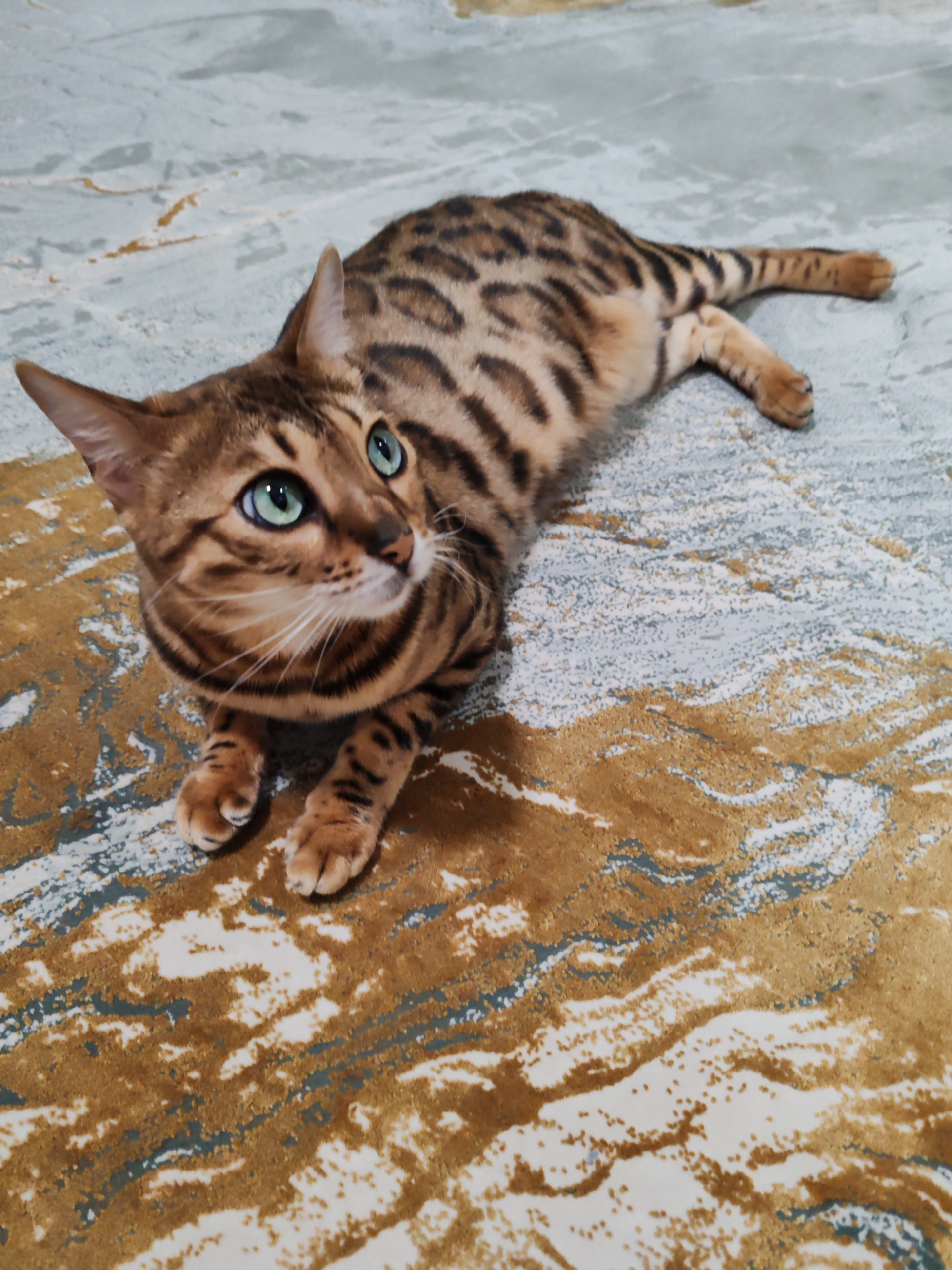 Domestic cats observed in everyday activities across Dubai homes