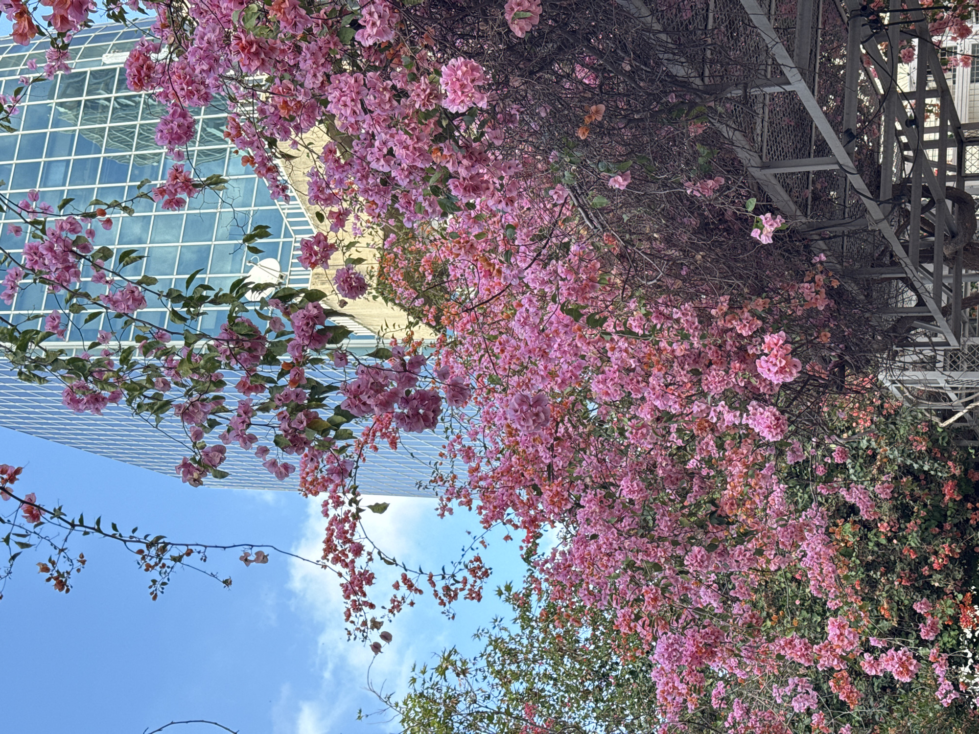 Pink bougainvillea blooms scatter Tel Aviv sidewalks in spring display