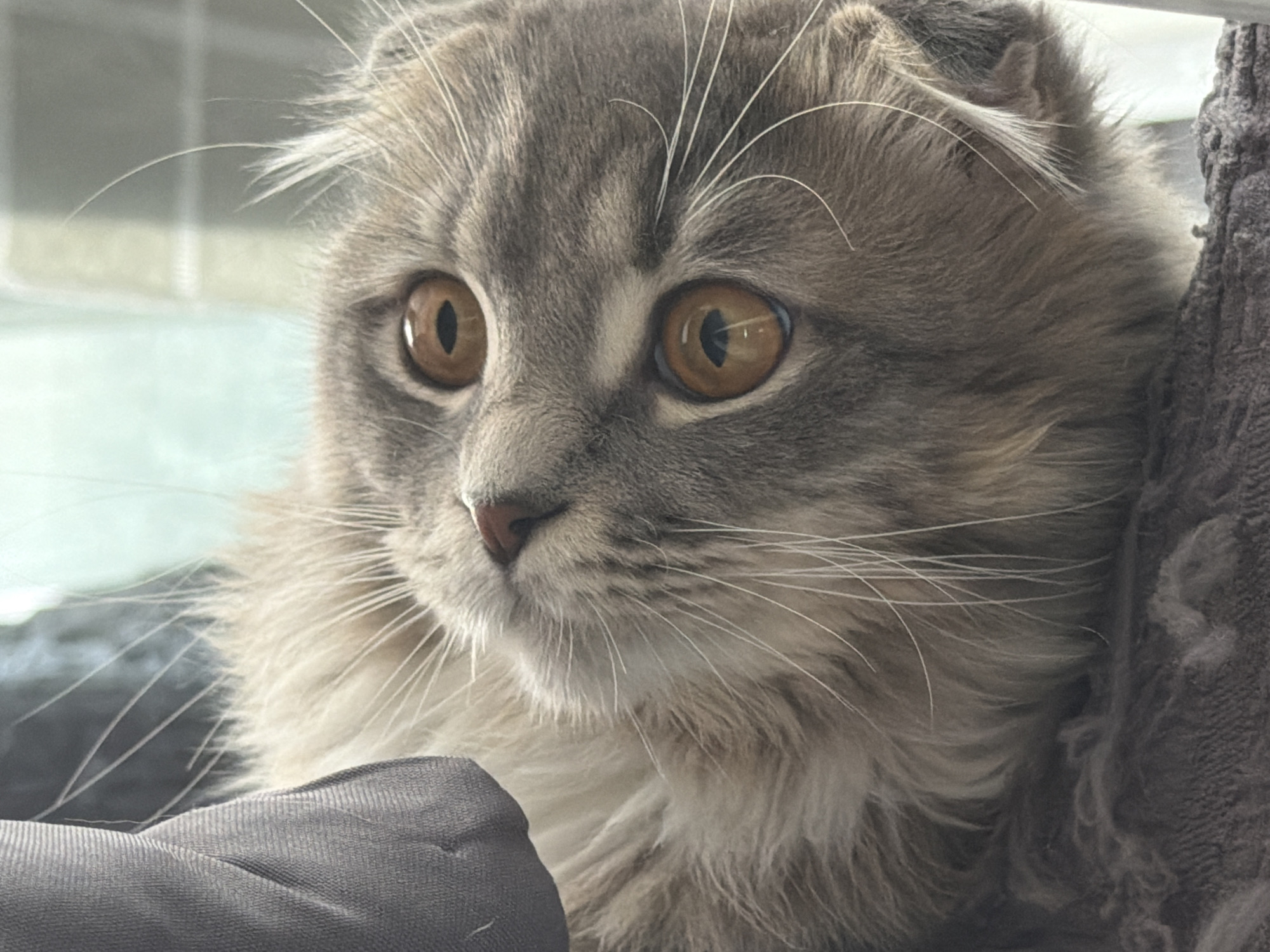 Scottish Fold cat at home in Vovchynets, Ukraine