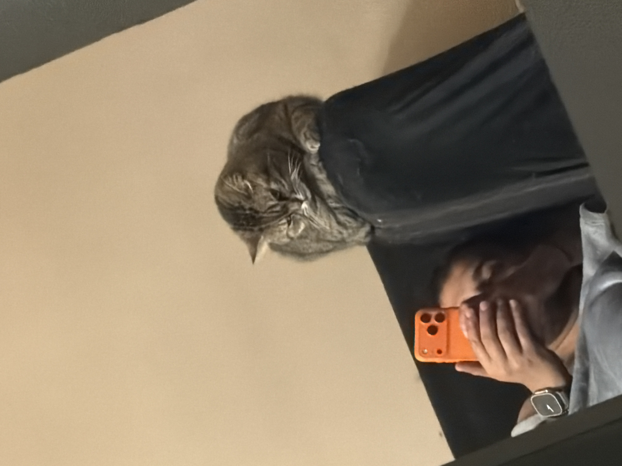 Domestic cats documented in casual moments across Sofia homes