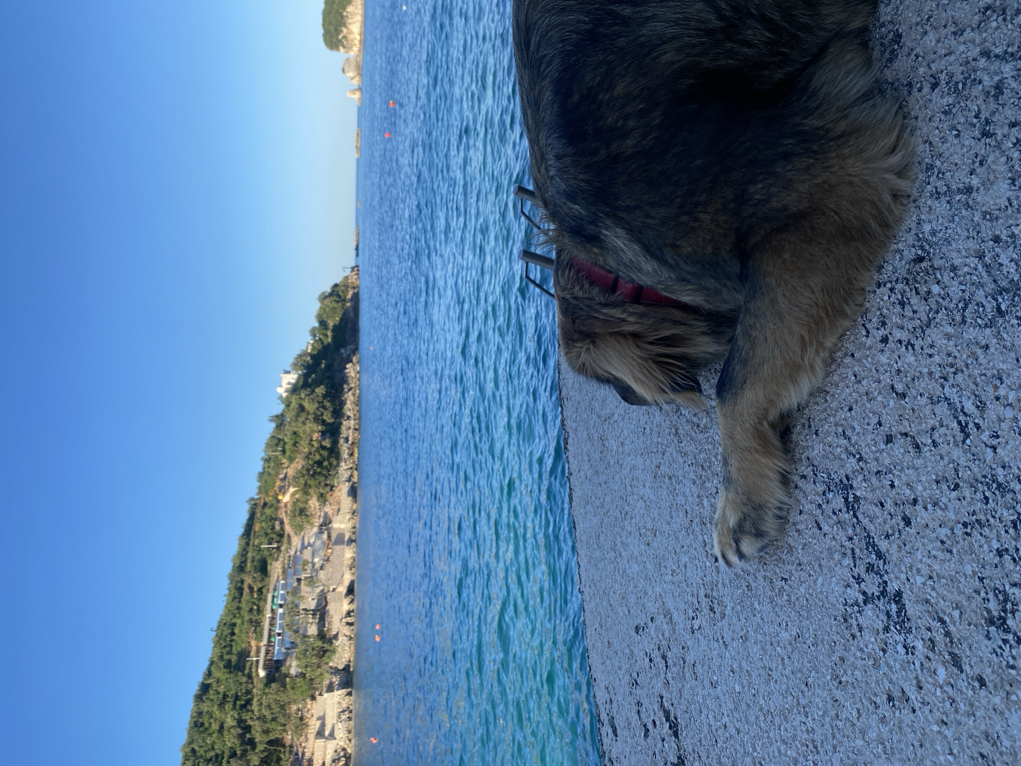 Dog rests on concrete pier in Kunje, Montenegro