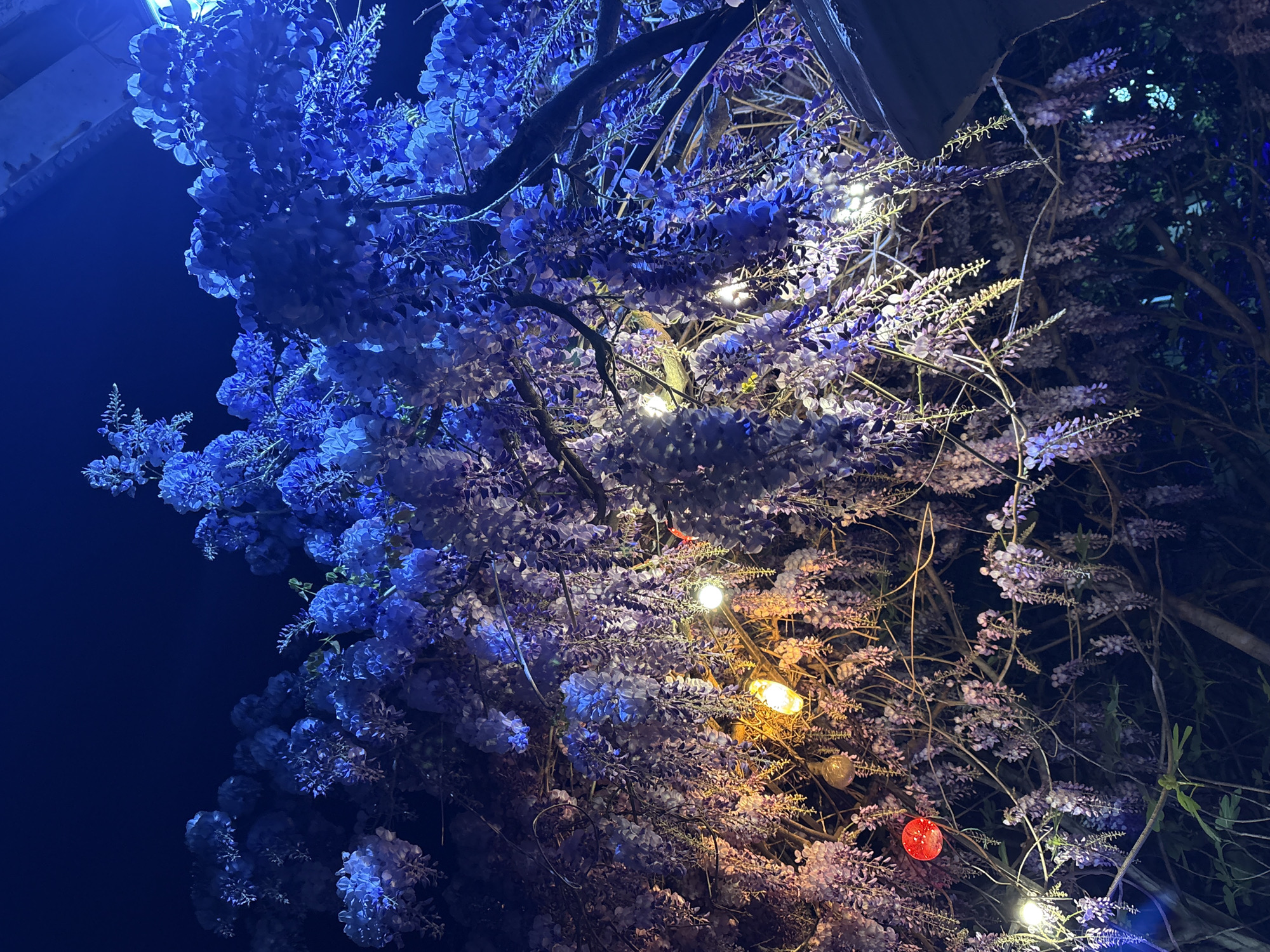 Nighttime wisteria blossoms photographed in Kragujevac, Serbia