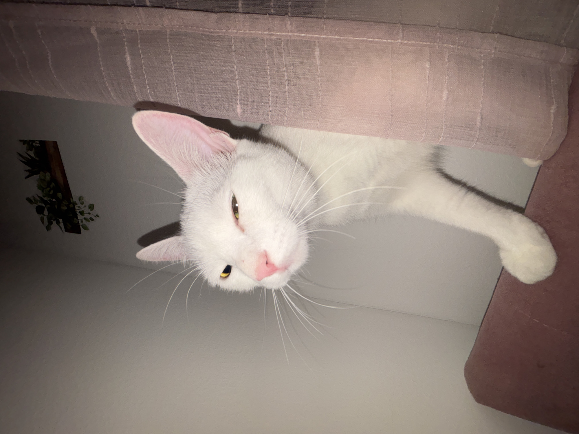 Vienna resident documents quiet evening with pets and belongings