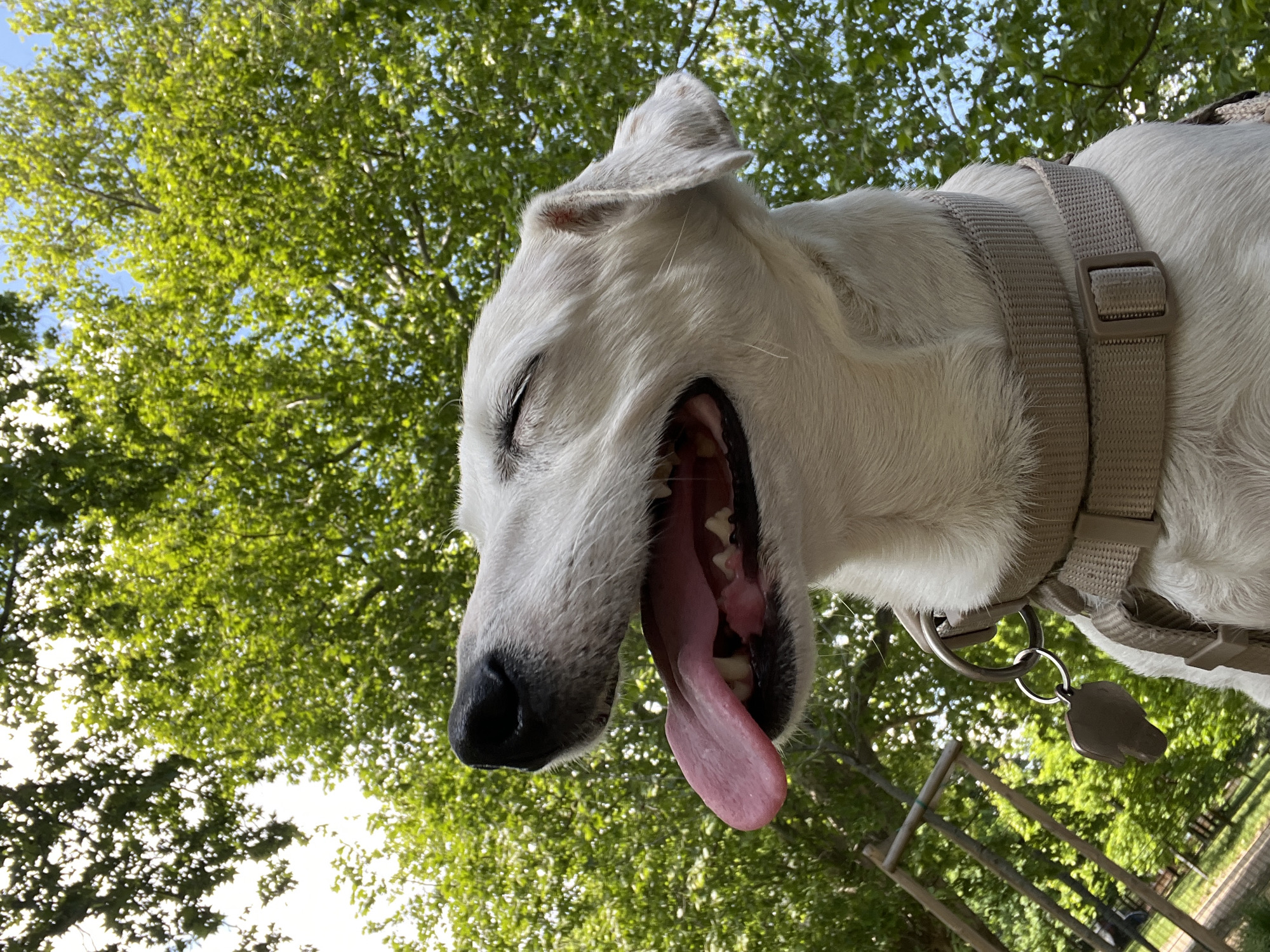 Happy white dog photographed looking up in Milan park