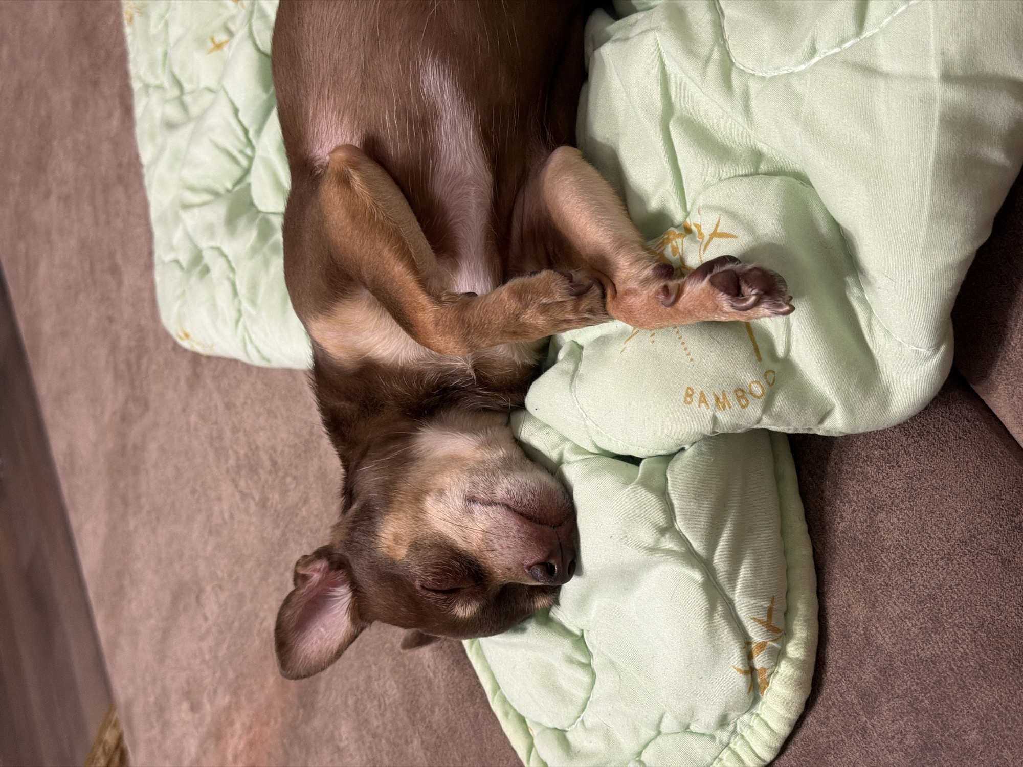 Chihuahua naps on a green quilted blanket, multiple angles