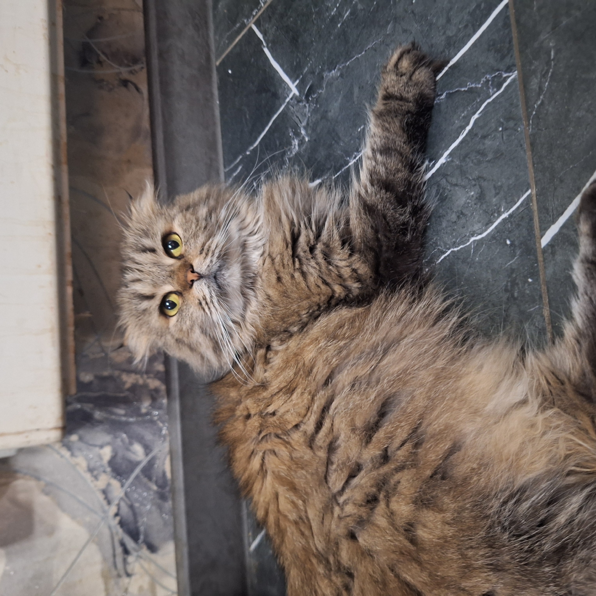 Two cats spotted in Moscow homes within two minutes