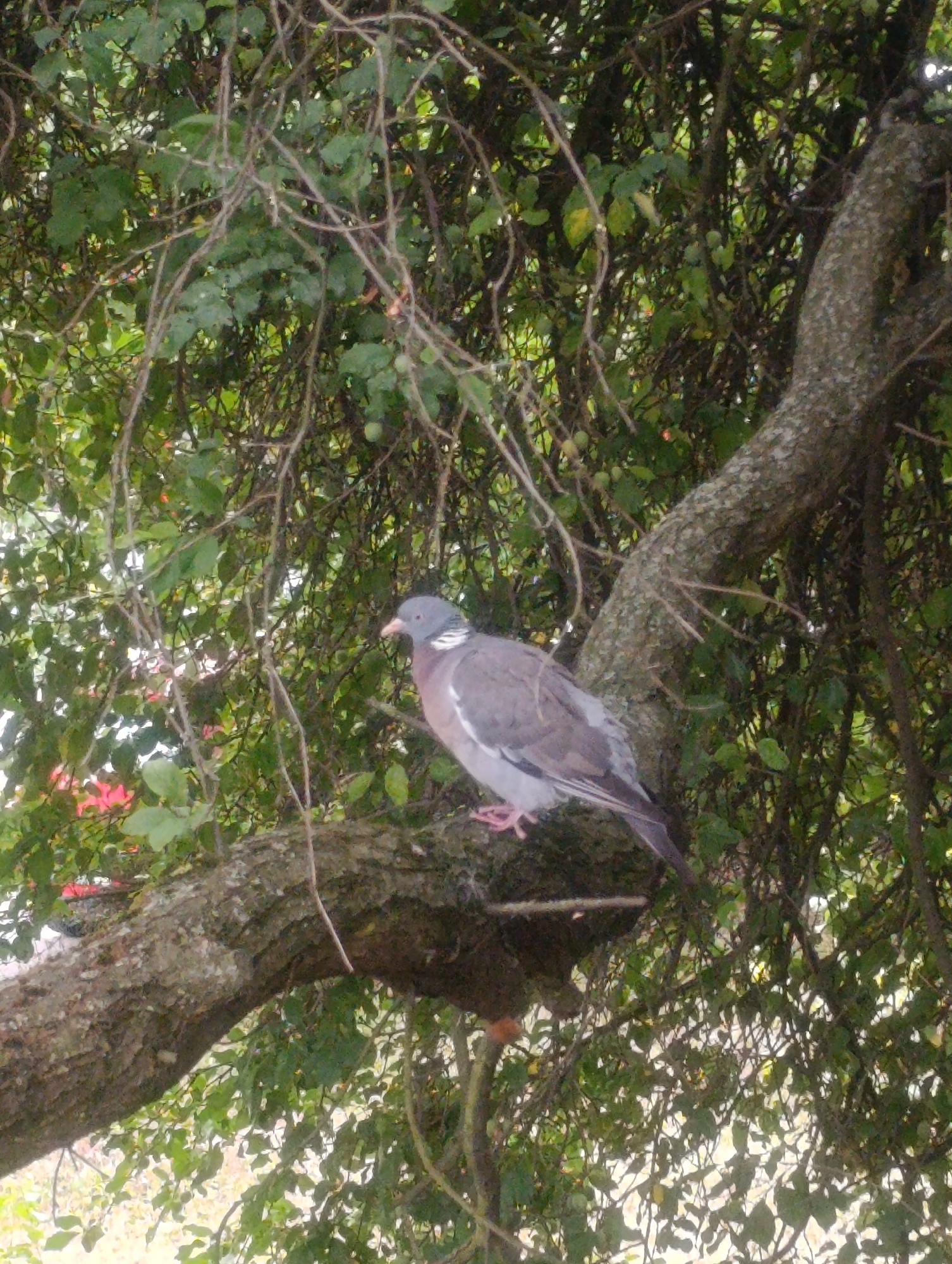 Pigeon perched in the trees in Olomouc