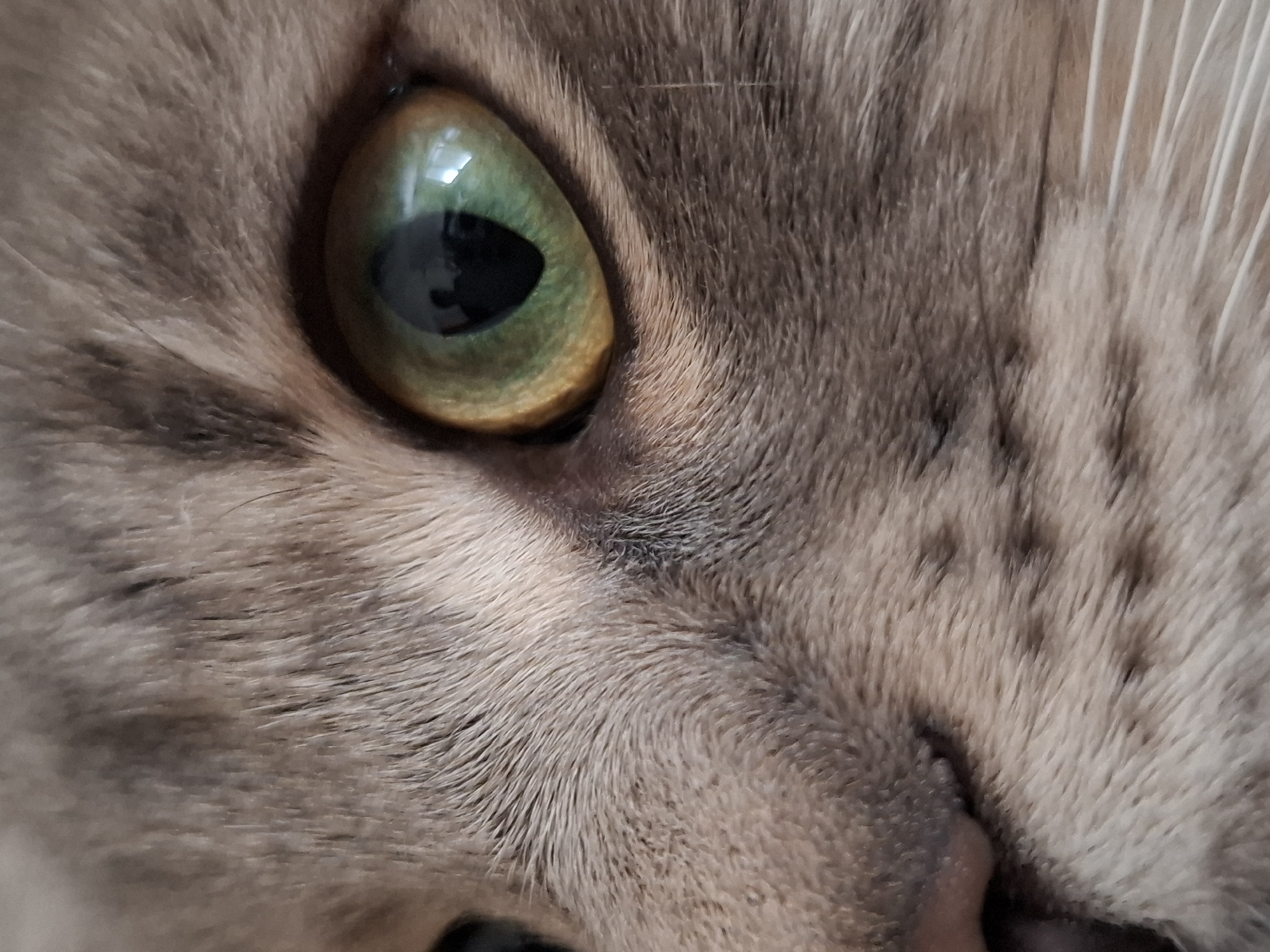Gray tabby cat photographed playing around shelf in Novi Sad