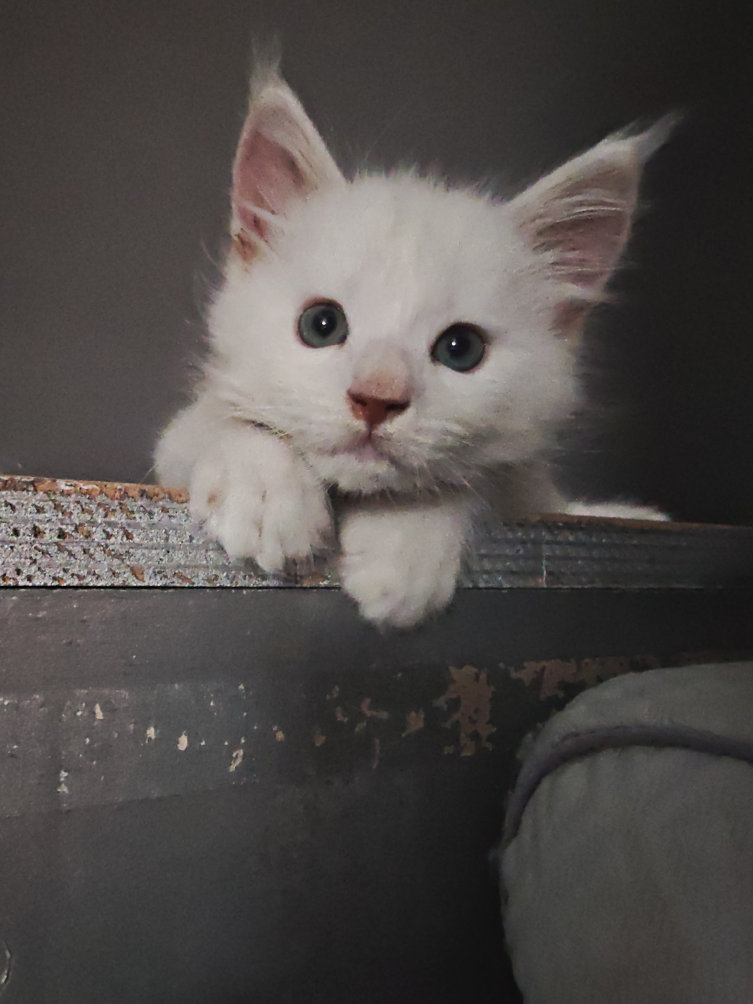 White kitten doing kitten things in Offwiller