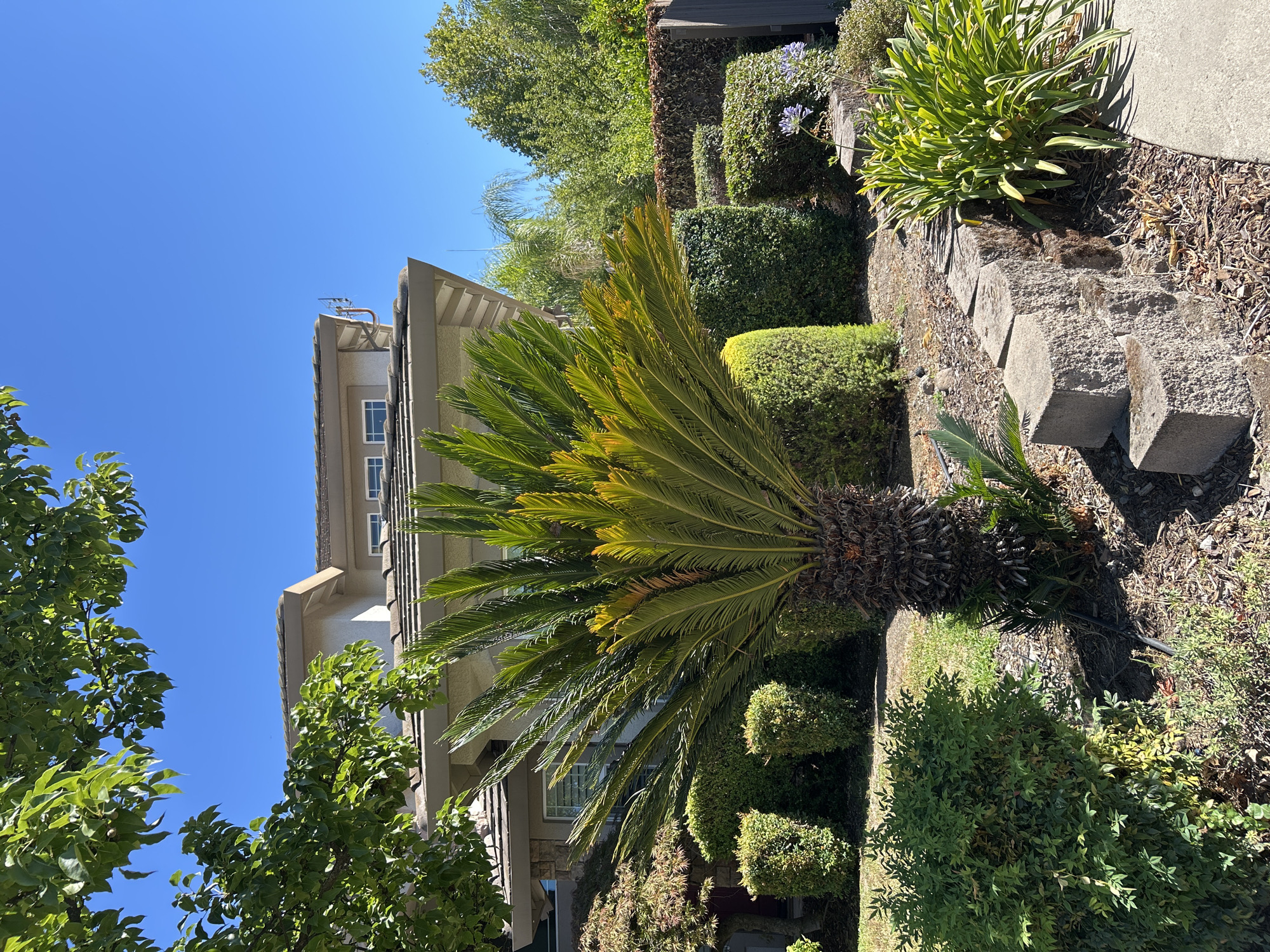 Suburban Roseville front yards in full summer color