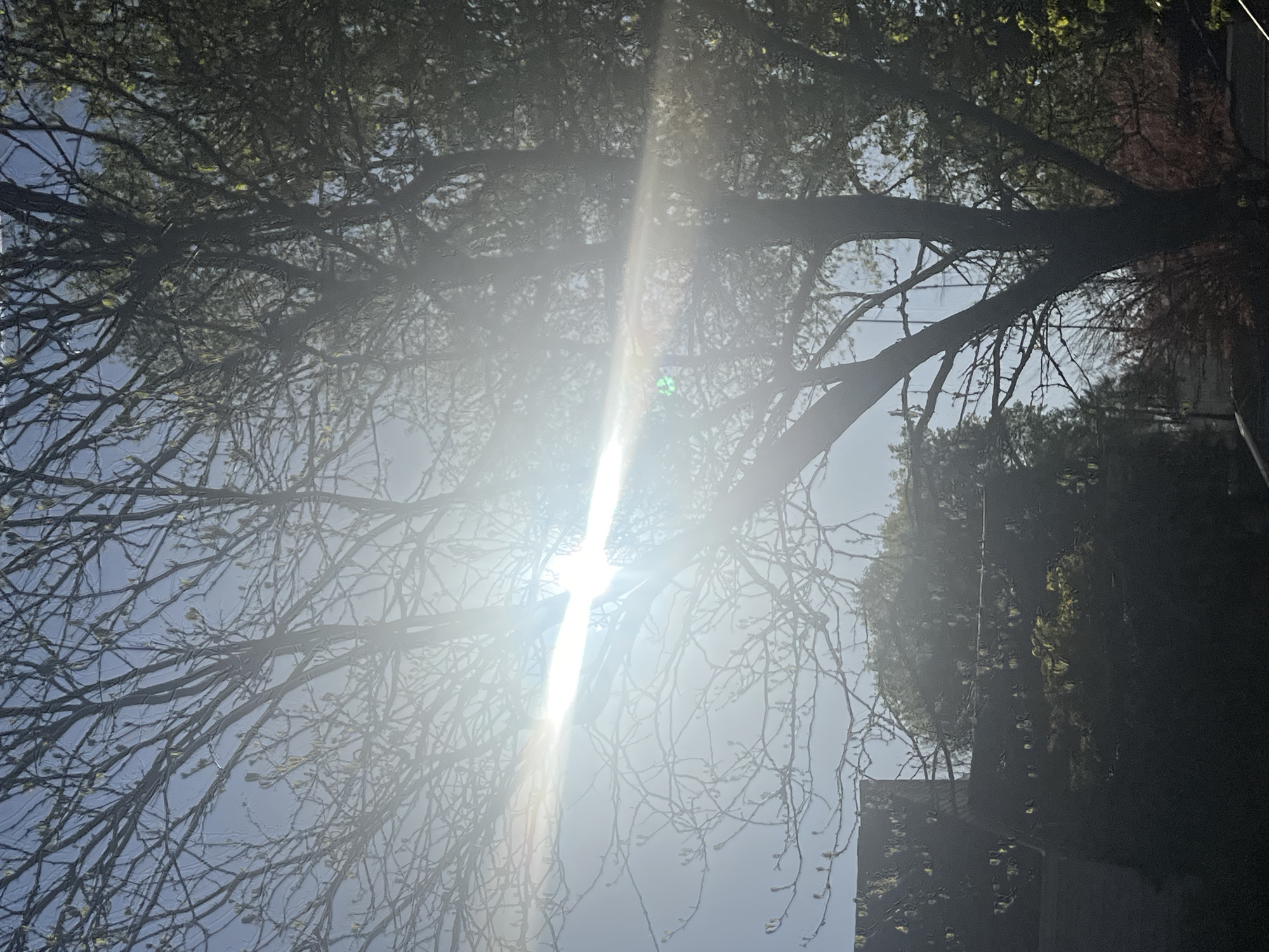 Sunlight through trees photographed in Newburgh park area