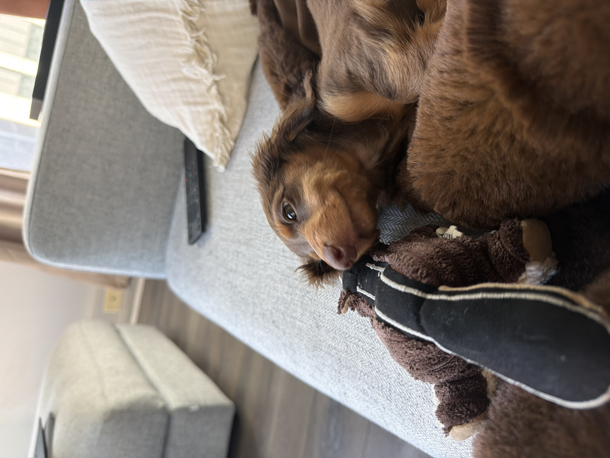 Montreal home hosts multiple puppies during evening hours
