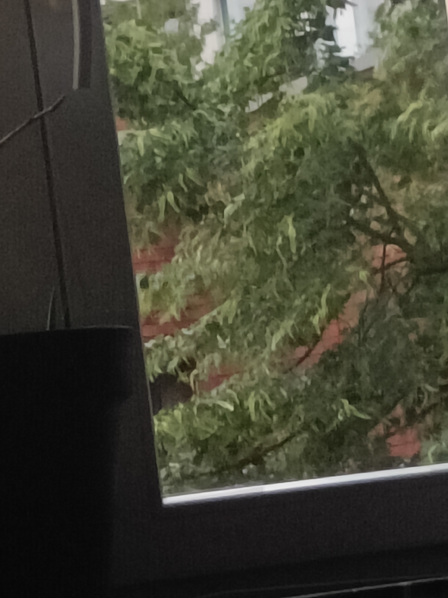 Leuven resident documents cats with cherries during afternoon