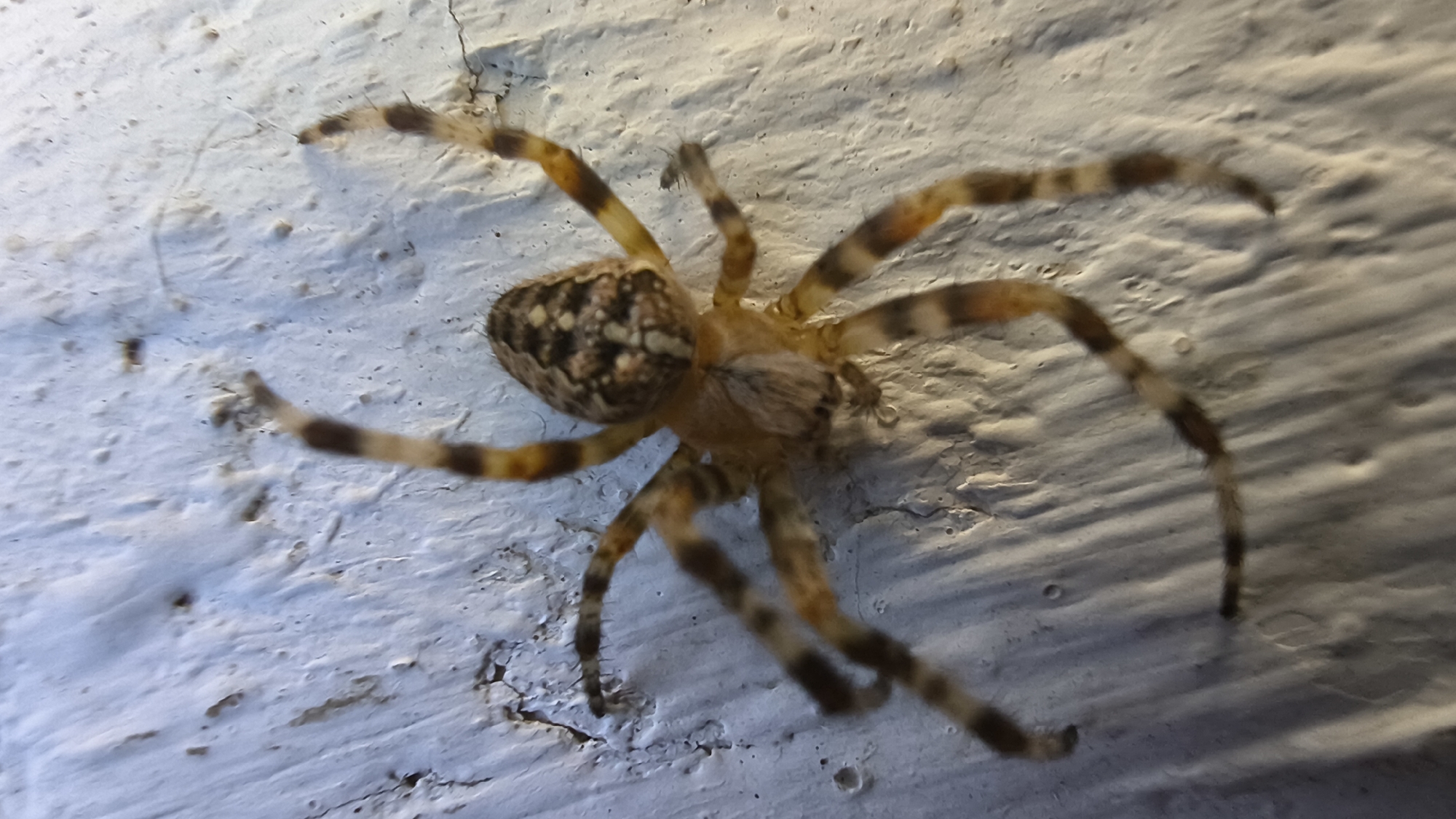 Bugs, spiders, and a delivery stop in Mikhaylovka