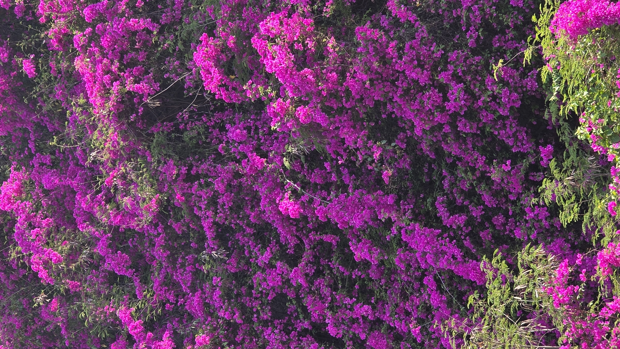 Colorful bougainvillea blooms captured in Bắc Nha Trang, Vietnam