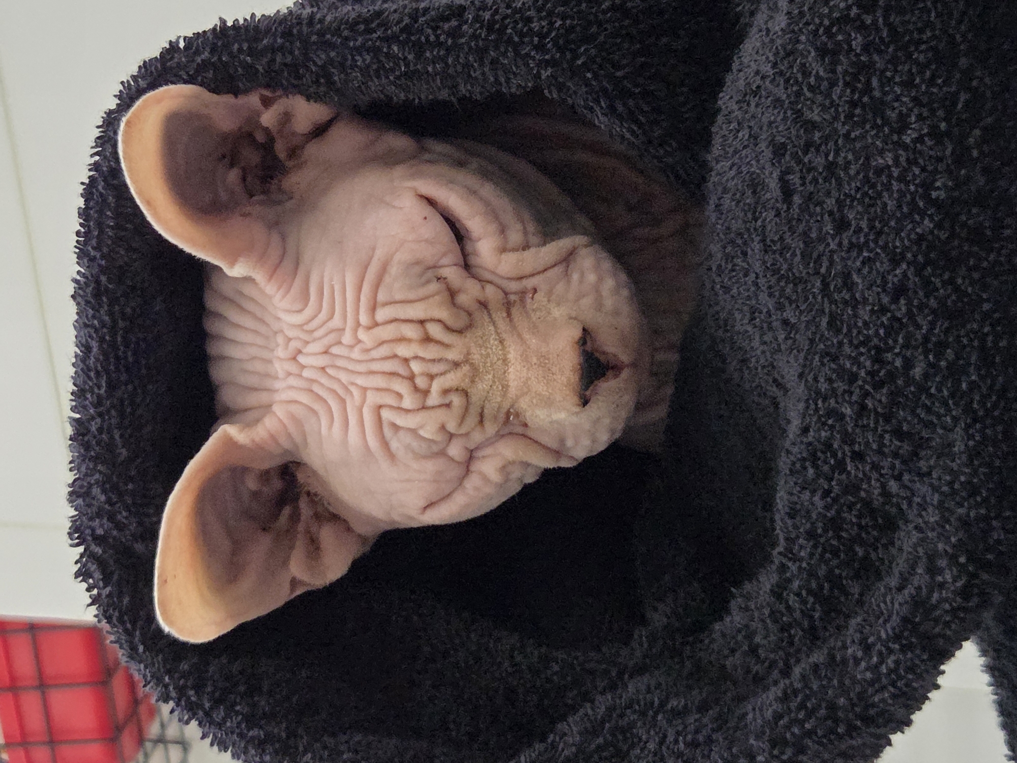 Sphynx cat and LEGO pirates share the spotlight at home