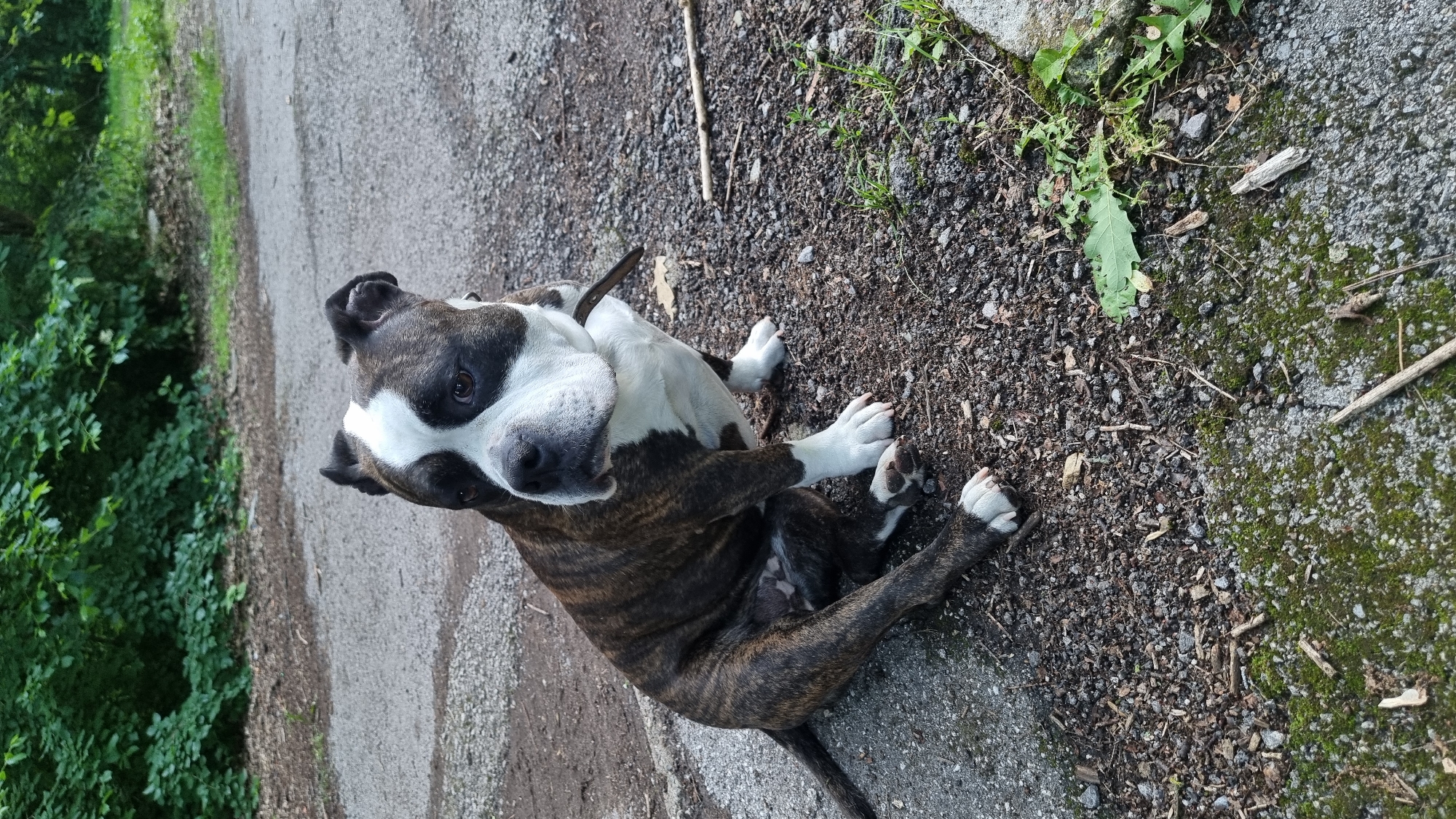 Brindle dog plays in Sofia park, captured by witnesses