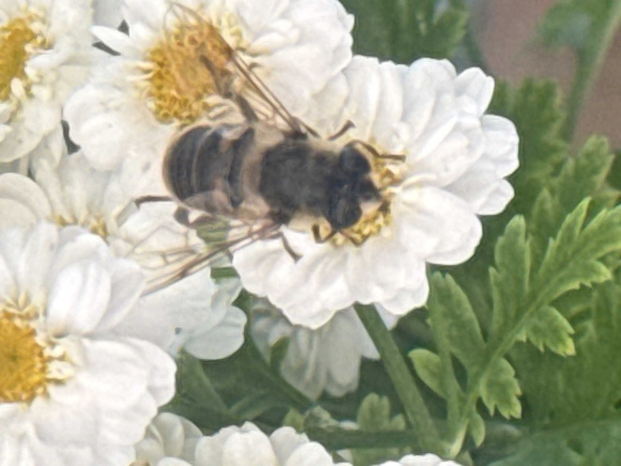 Midsummer garden life in close-up, Hraniv, Ukraine