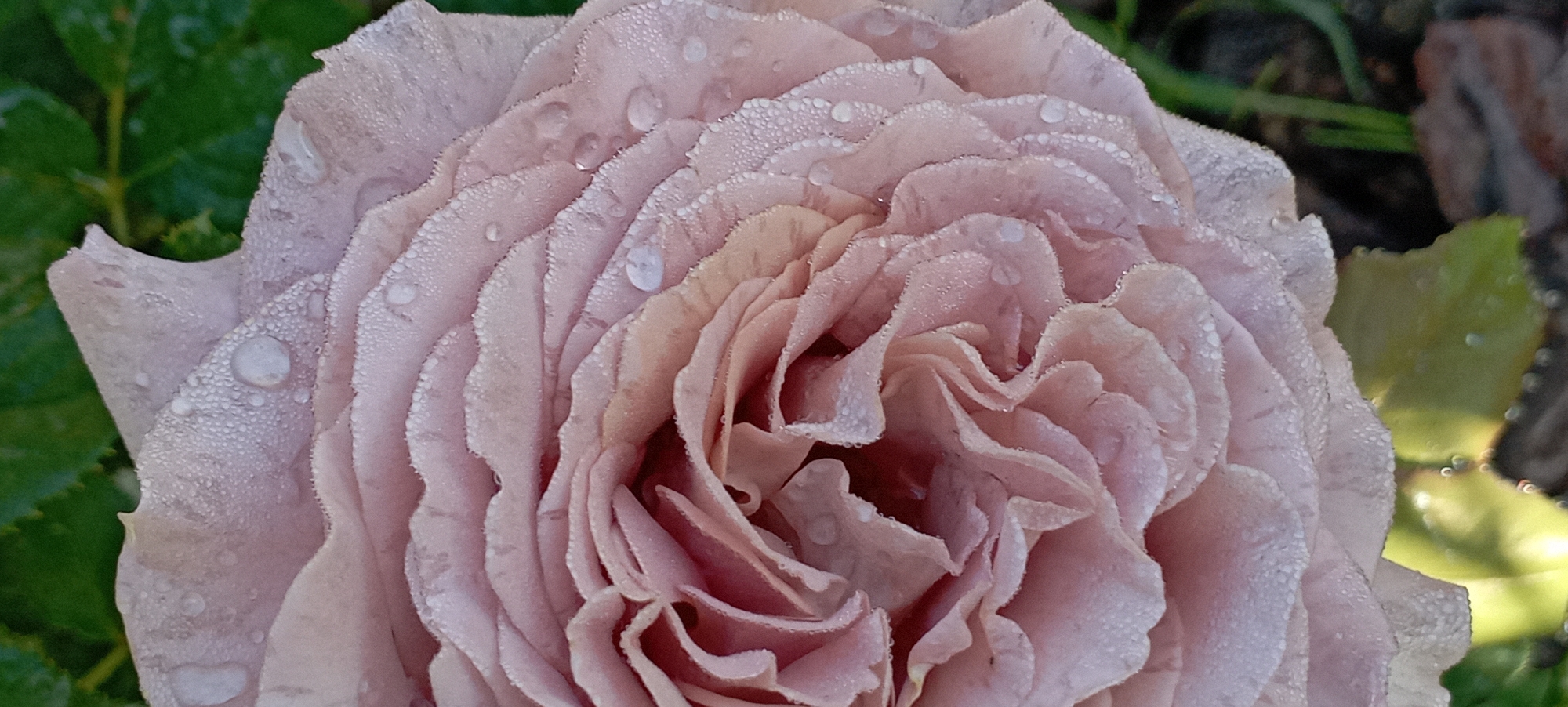 Dawn garden photography session captures dew-covered roses in Ukraine