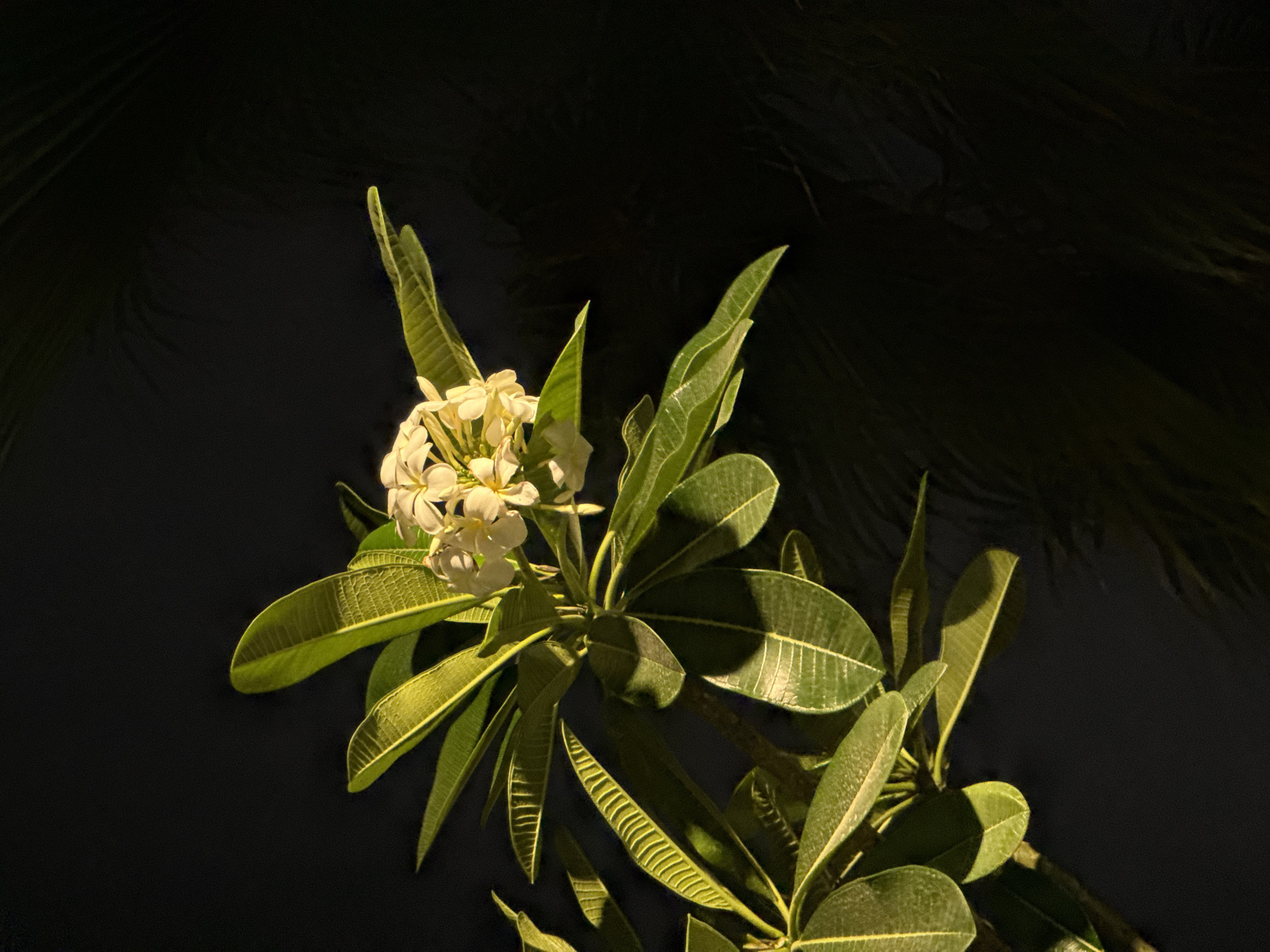 Plumeria flowers photographed in dramatic lighting in Dubai