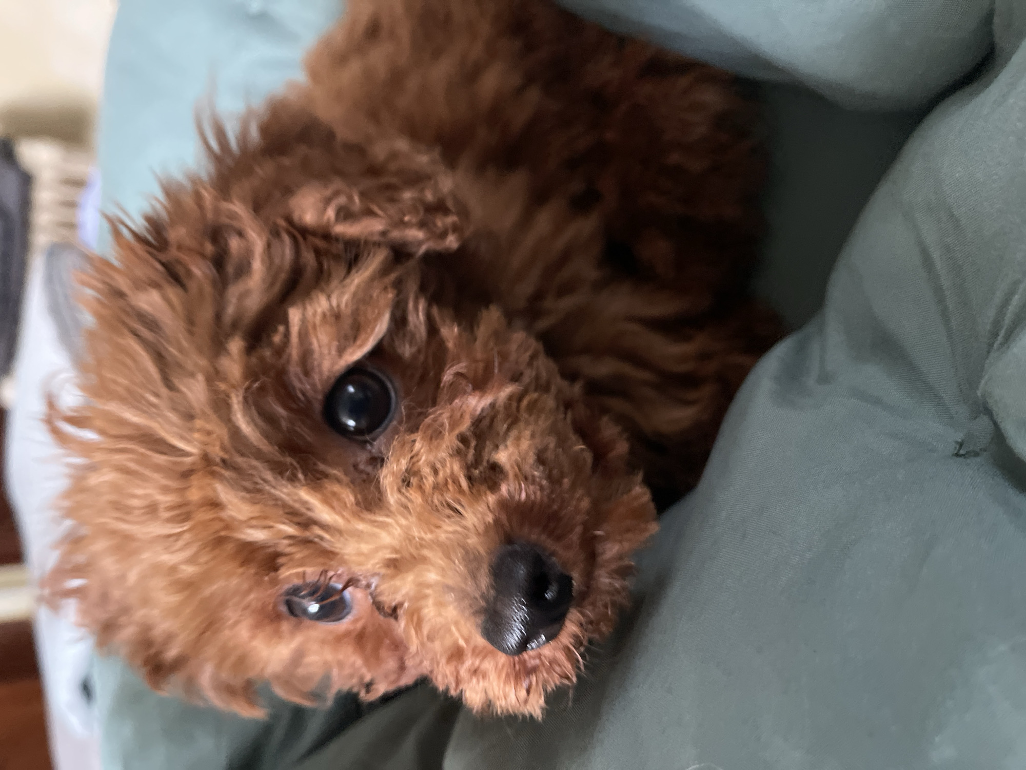 Brown poodle photographed in multiple indoor settings in Sofia