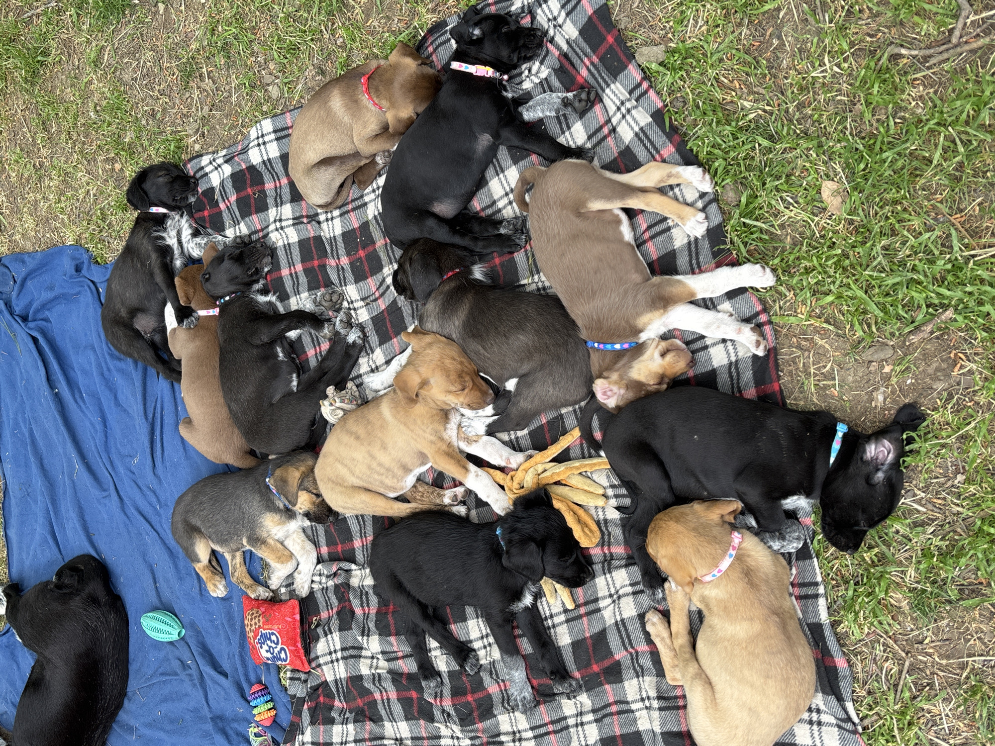 Litter of puppies spotted napping in Tbilisi park