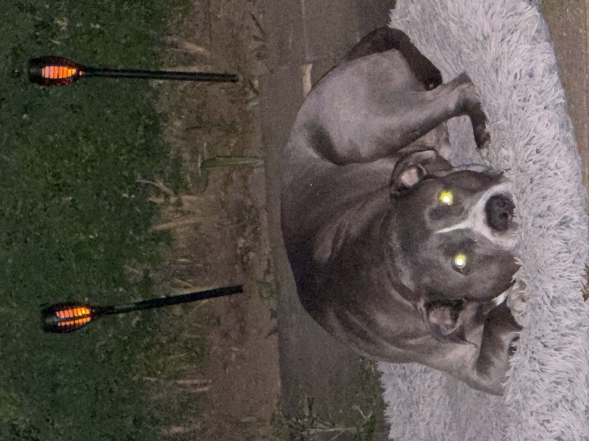 Dog rests outdoors during evening in Luxembourg city