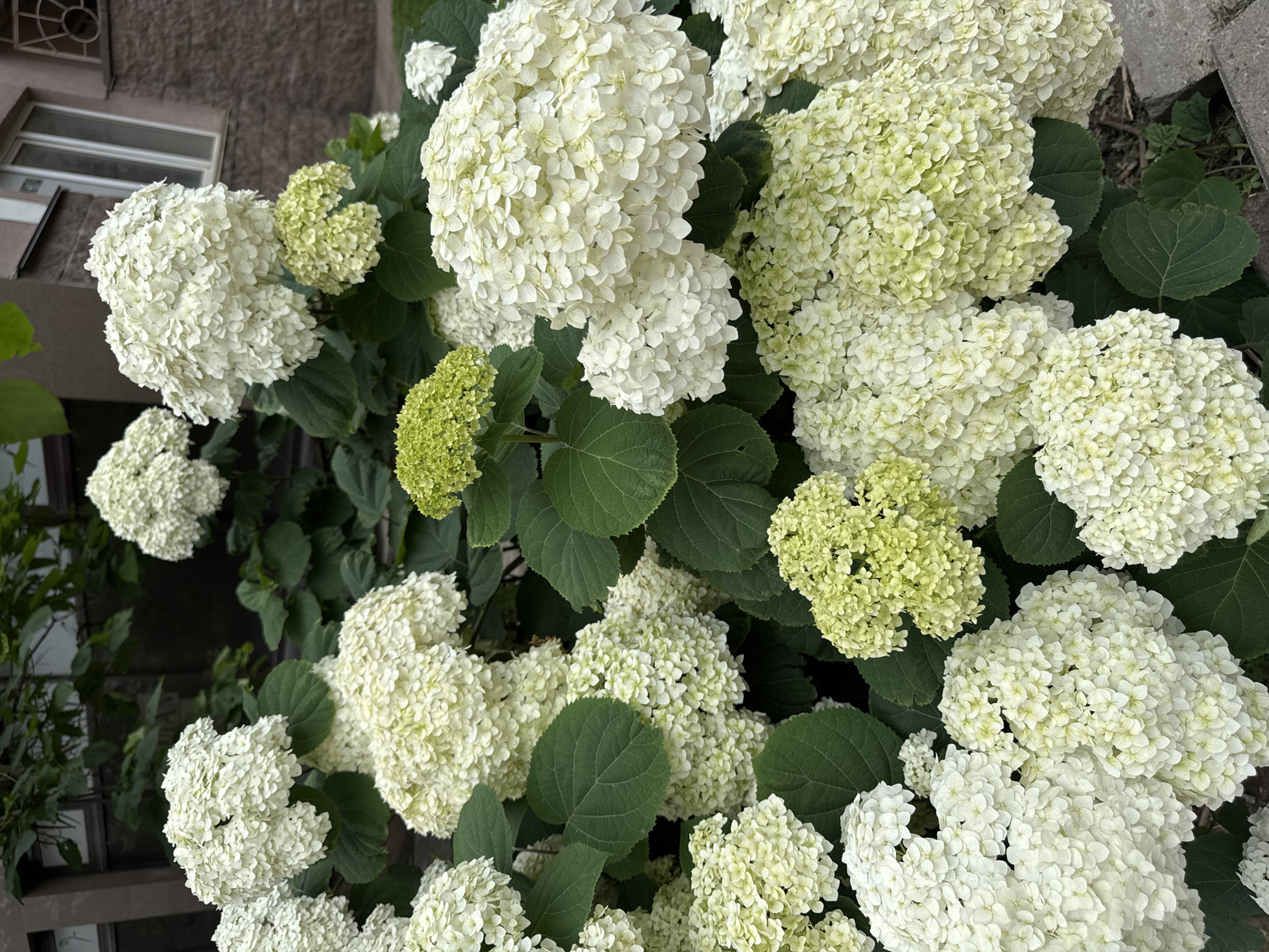 Almaty sidewalk life: scooters, hydrangeas, and glass towers